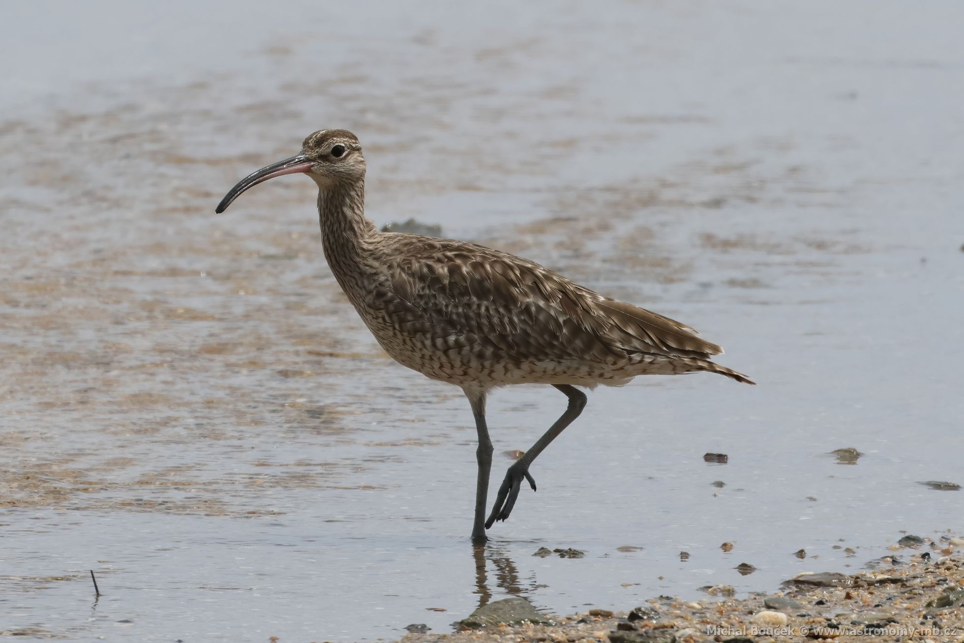 Koliha malá (Numenius phaeopus)