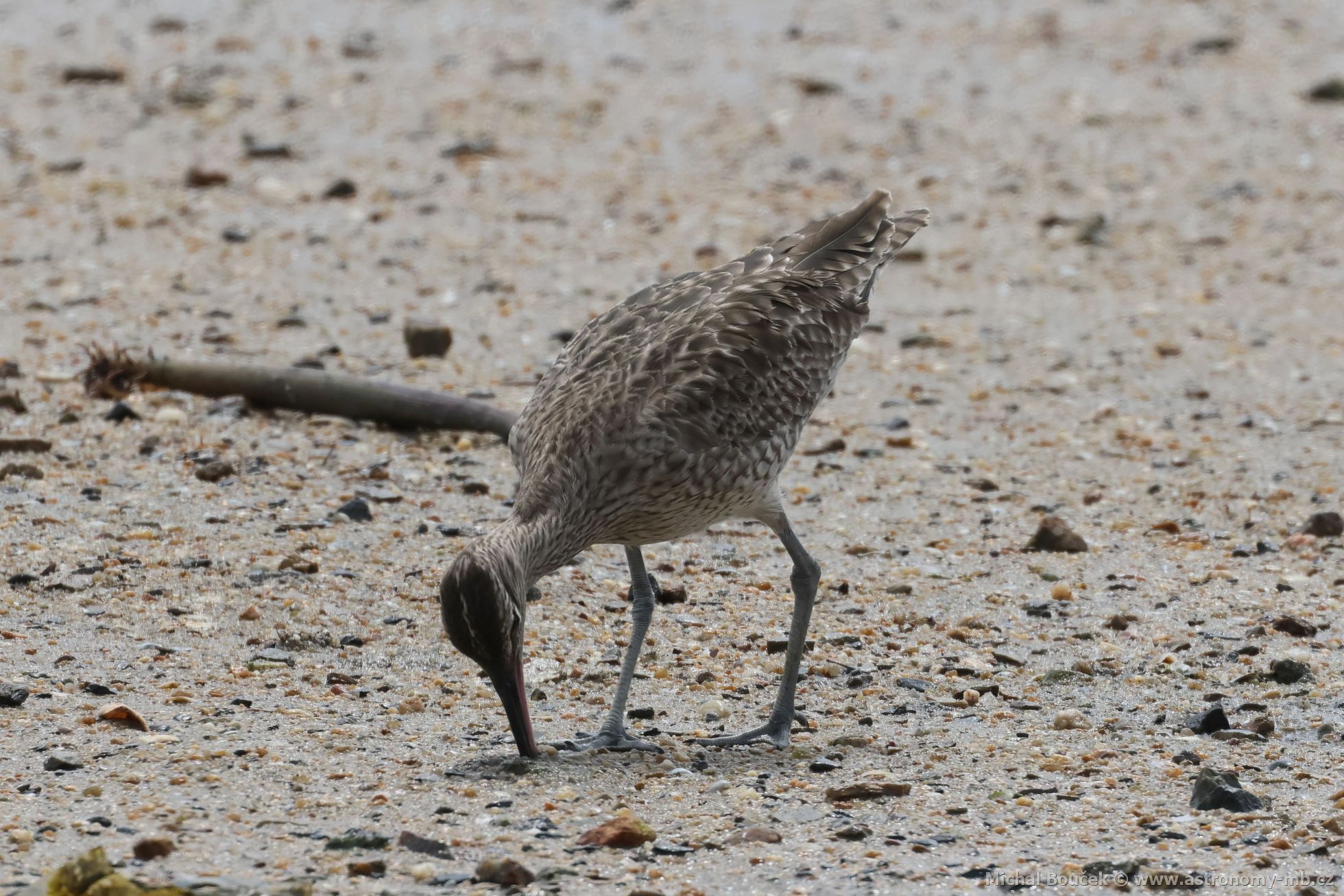 Koliha malá (Numenius phaeopus)
