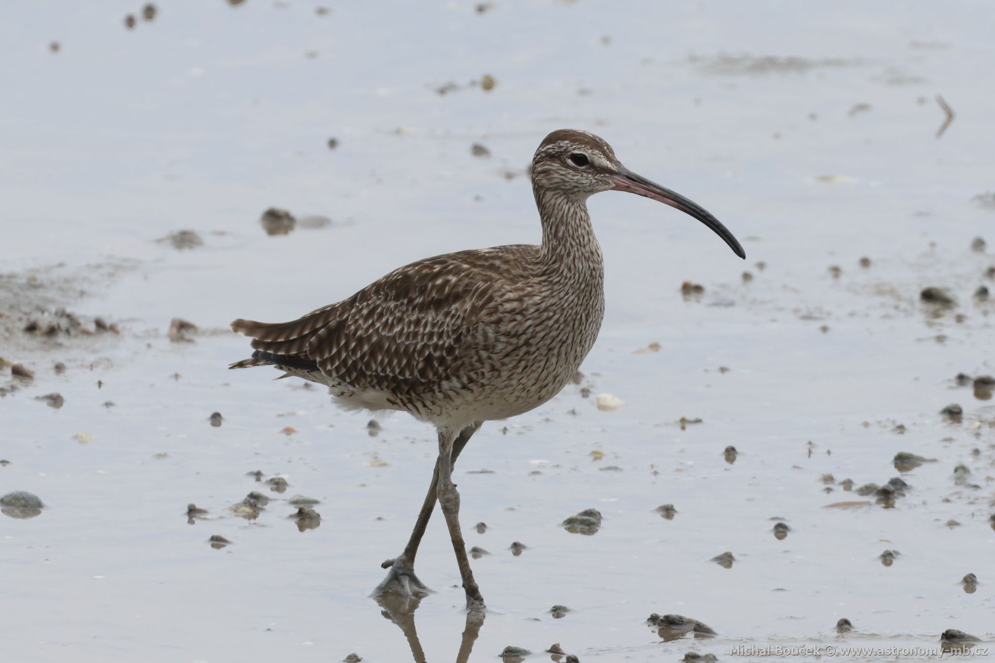 Koliha malá (Numenius phaeopus)