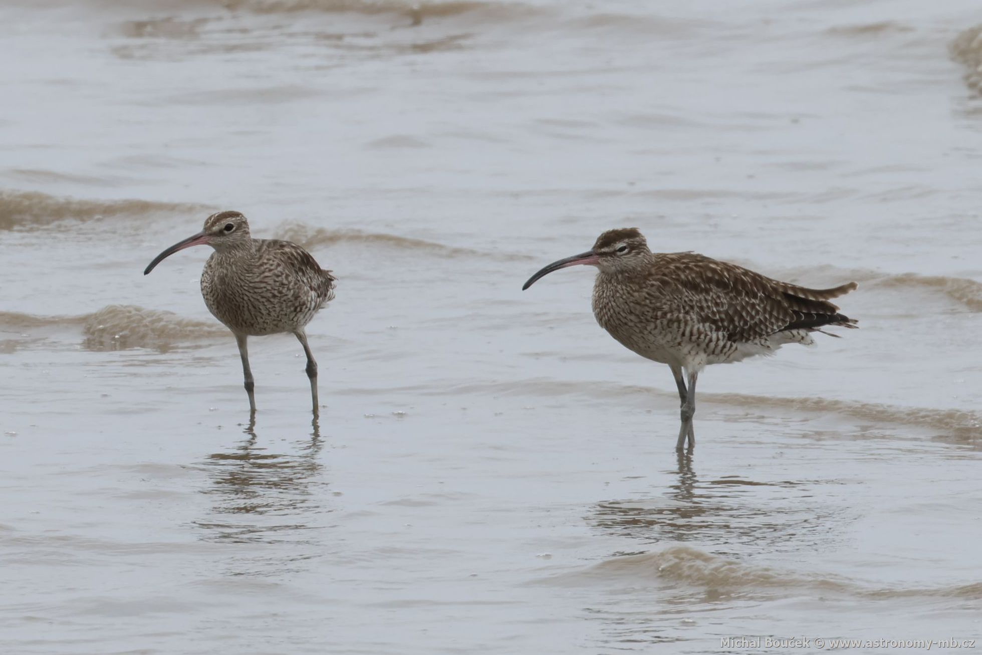Koliha malá (Numenius phaeopus)
