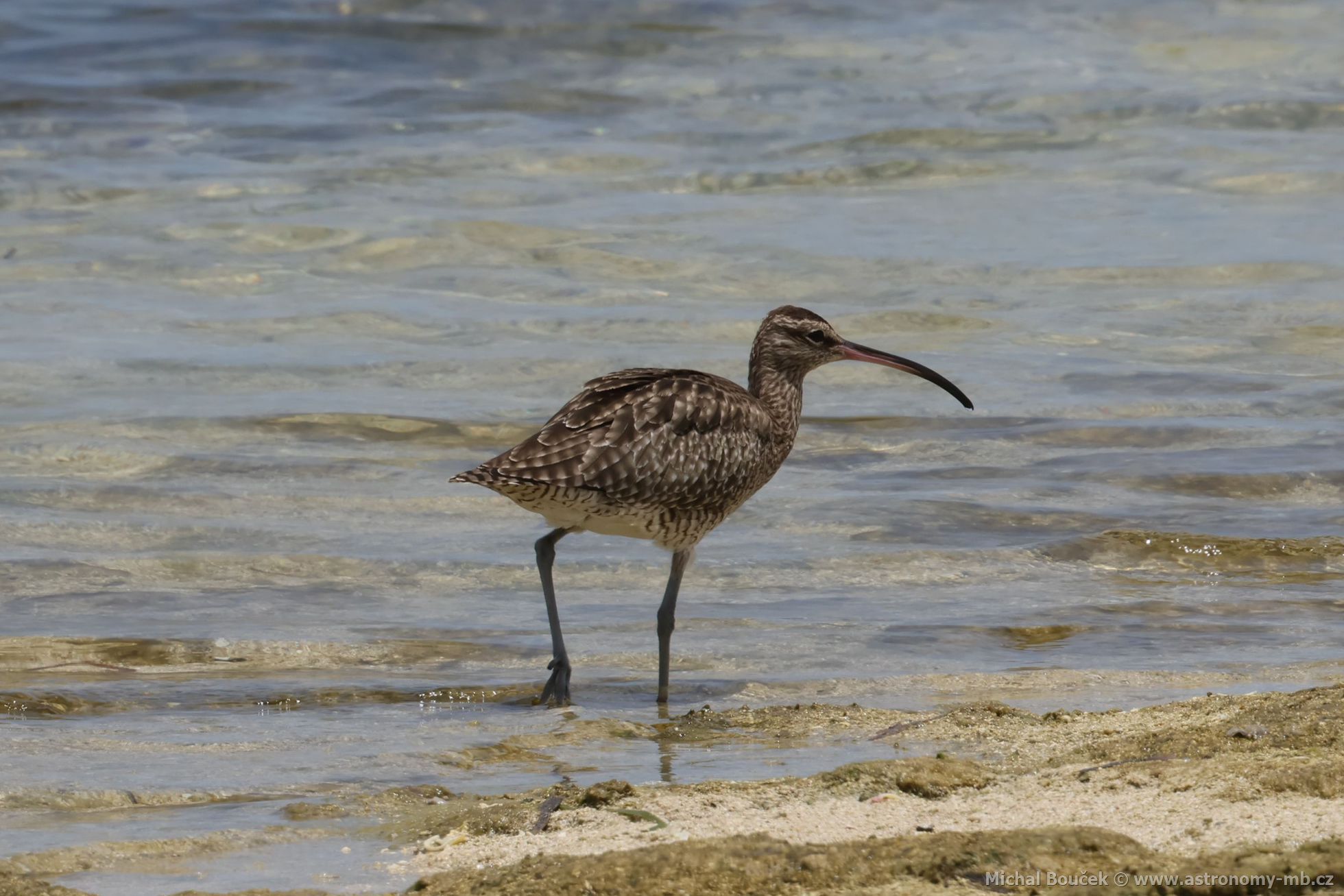 Koliha malá (Numenius phaeopus)