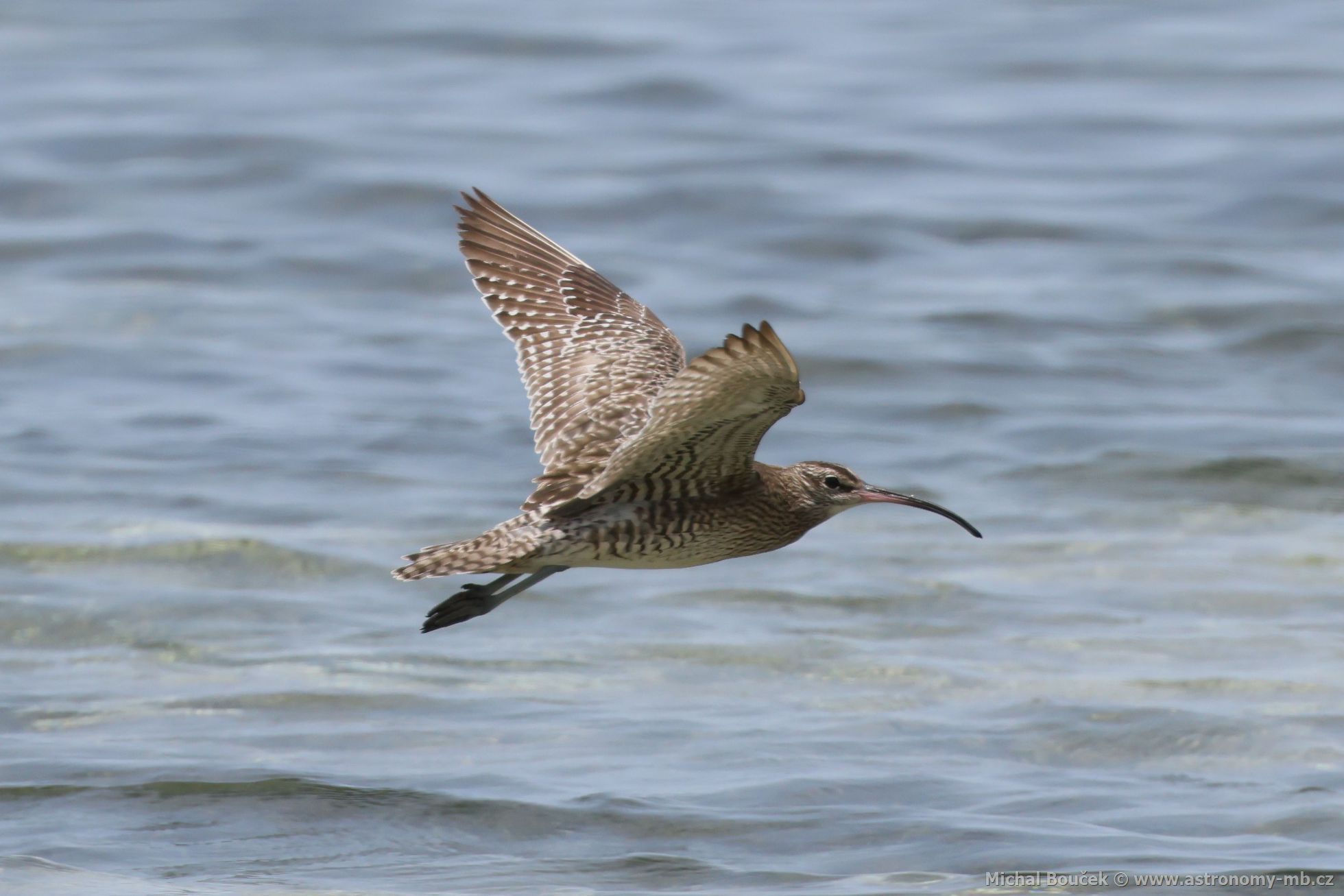 Koliha malá (Numenius phaeopus)