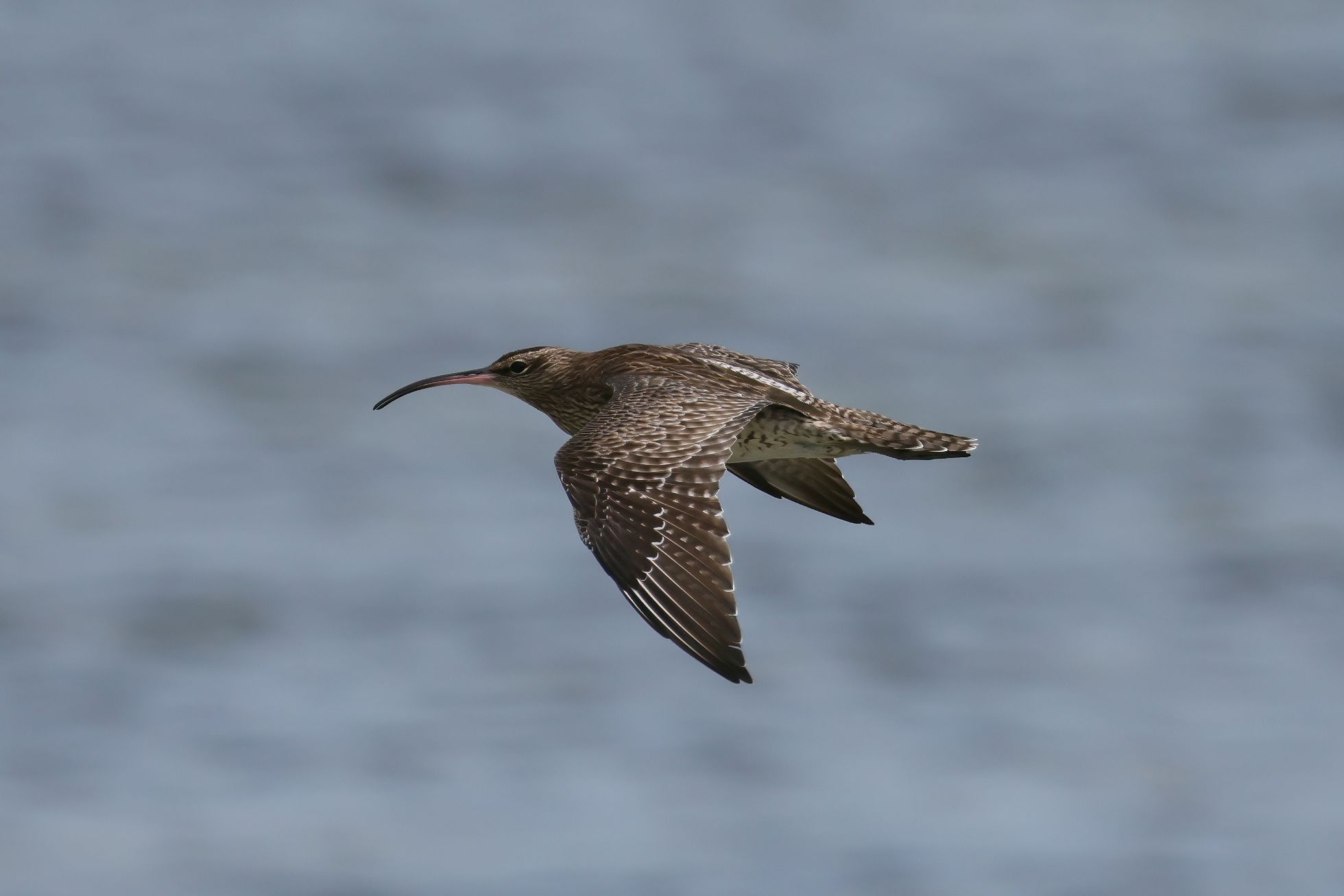 Koliha malá (Numenius phaeopus)
