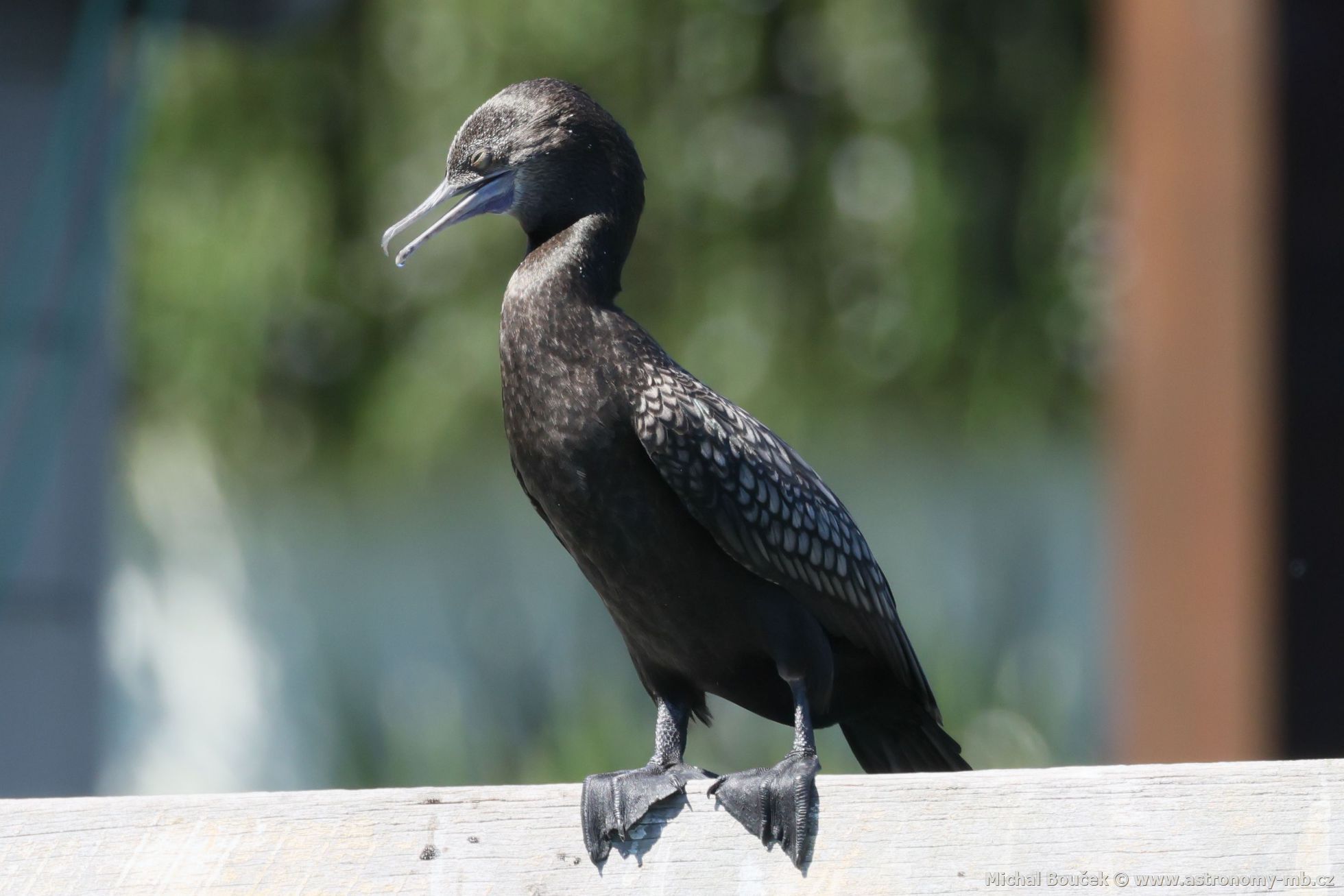Kormorán australský (Phalacrocorax sulcirostris)
