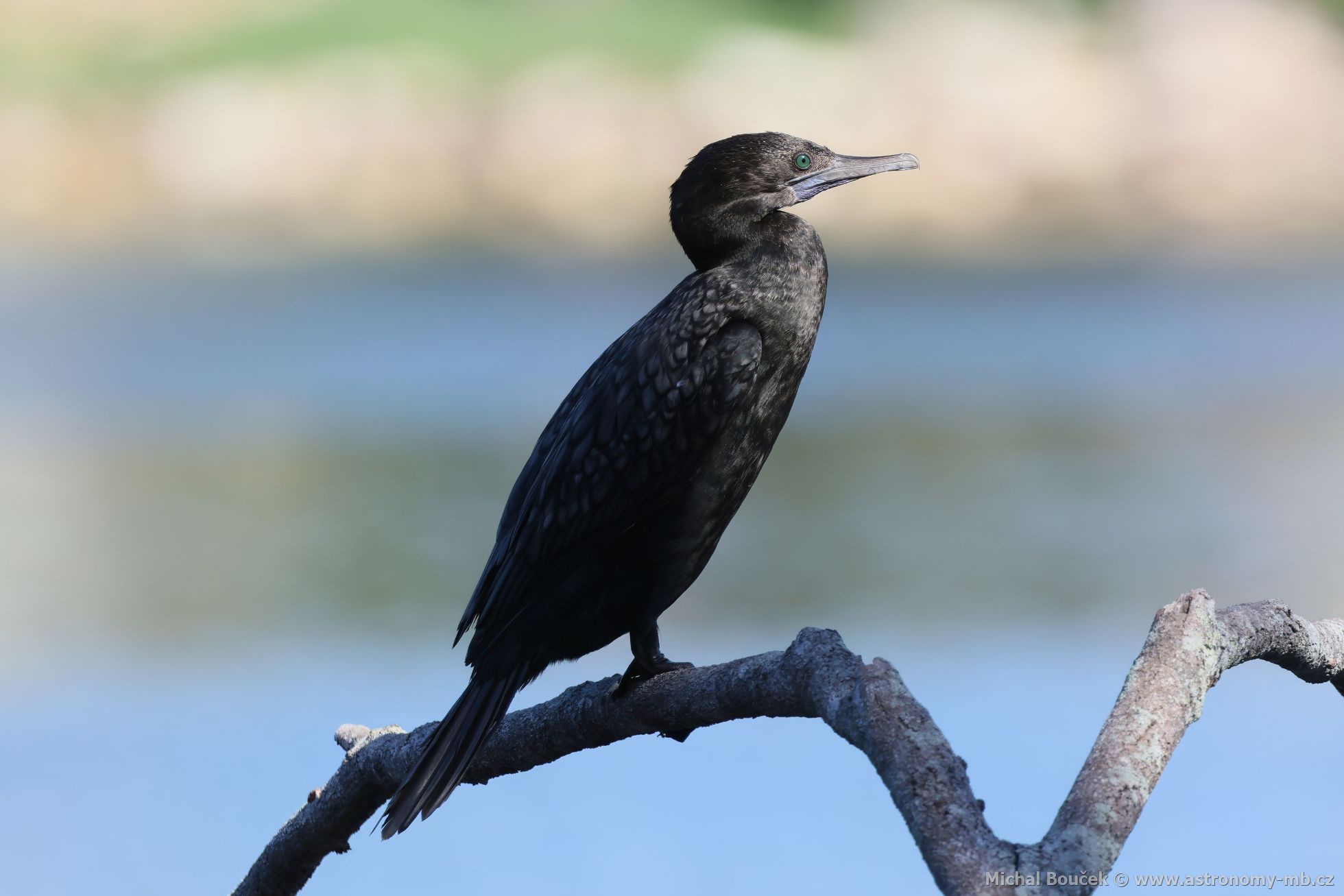 Kormorán australský (Phalacrocorax sulcirostris)
