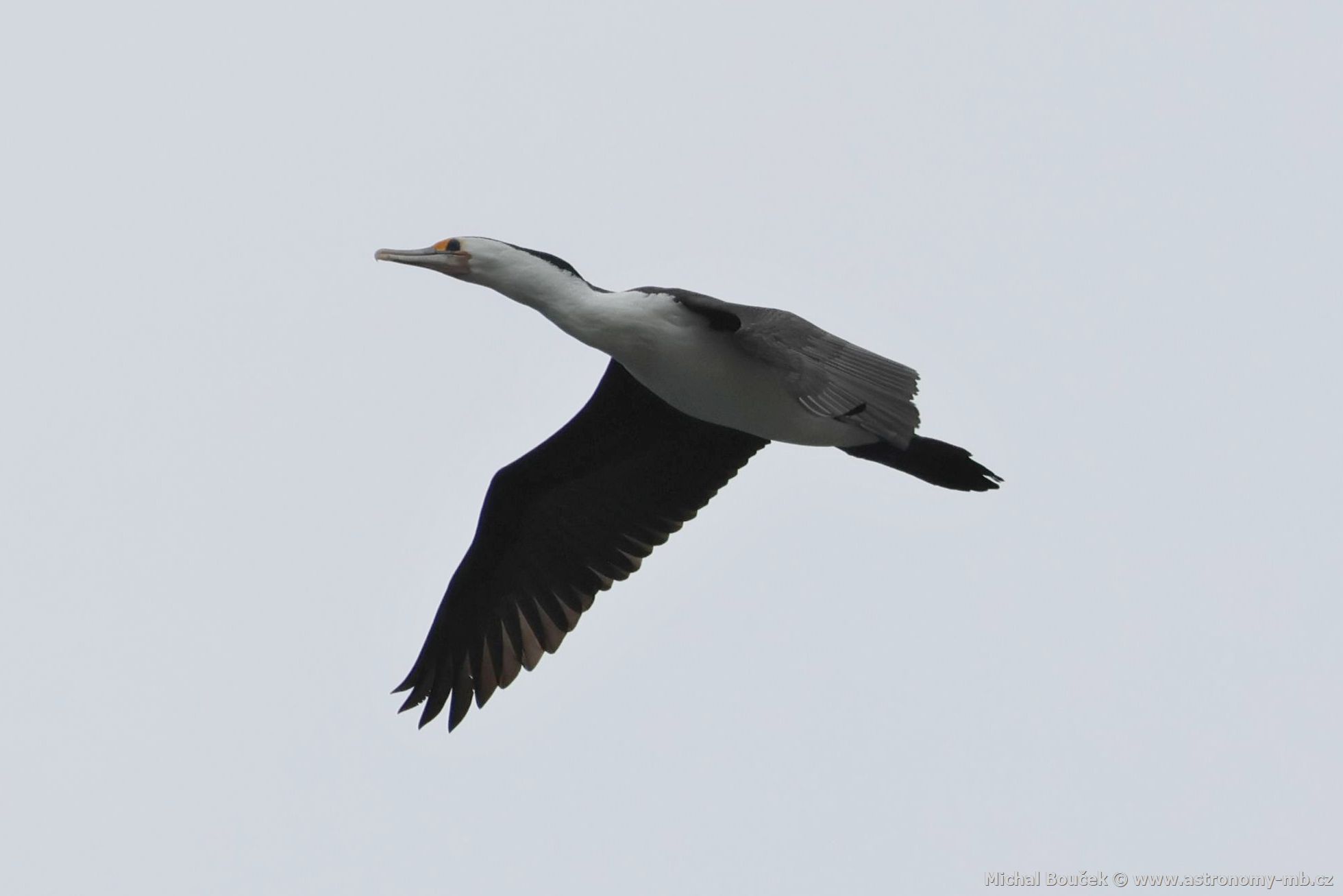 Kormorán pestrý (Phalacrocorax varius)