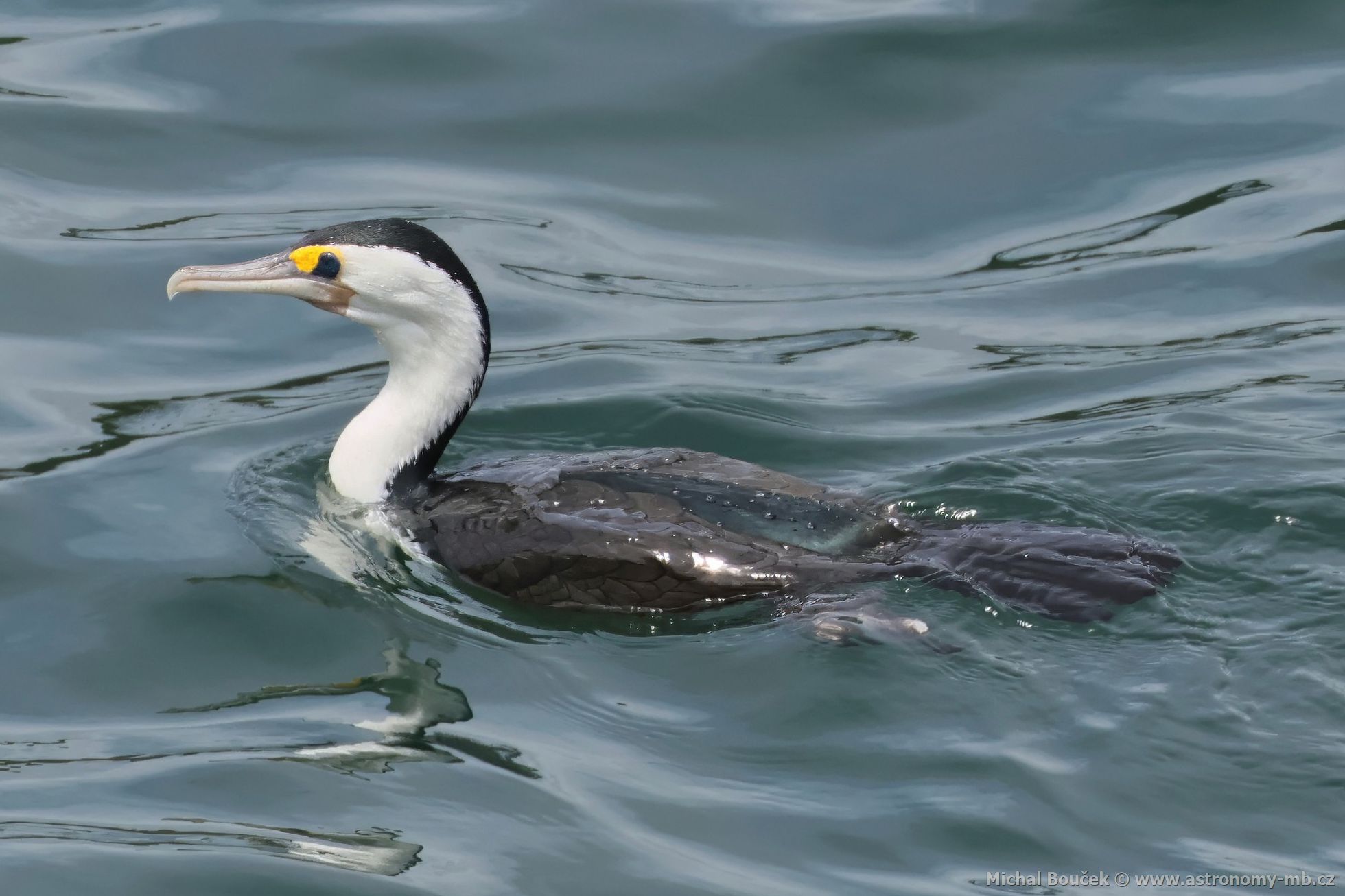 Kormorán pestrý (Phalacrocorax varius)