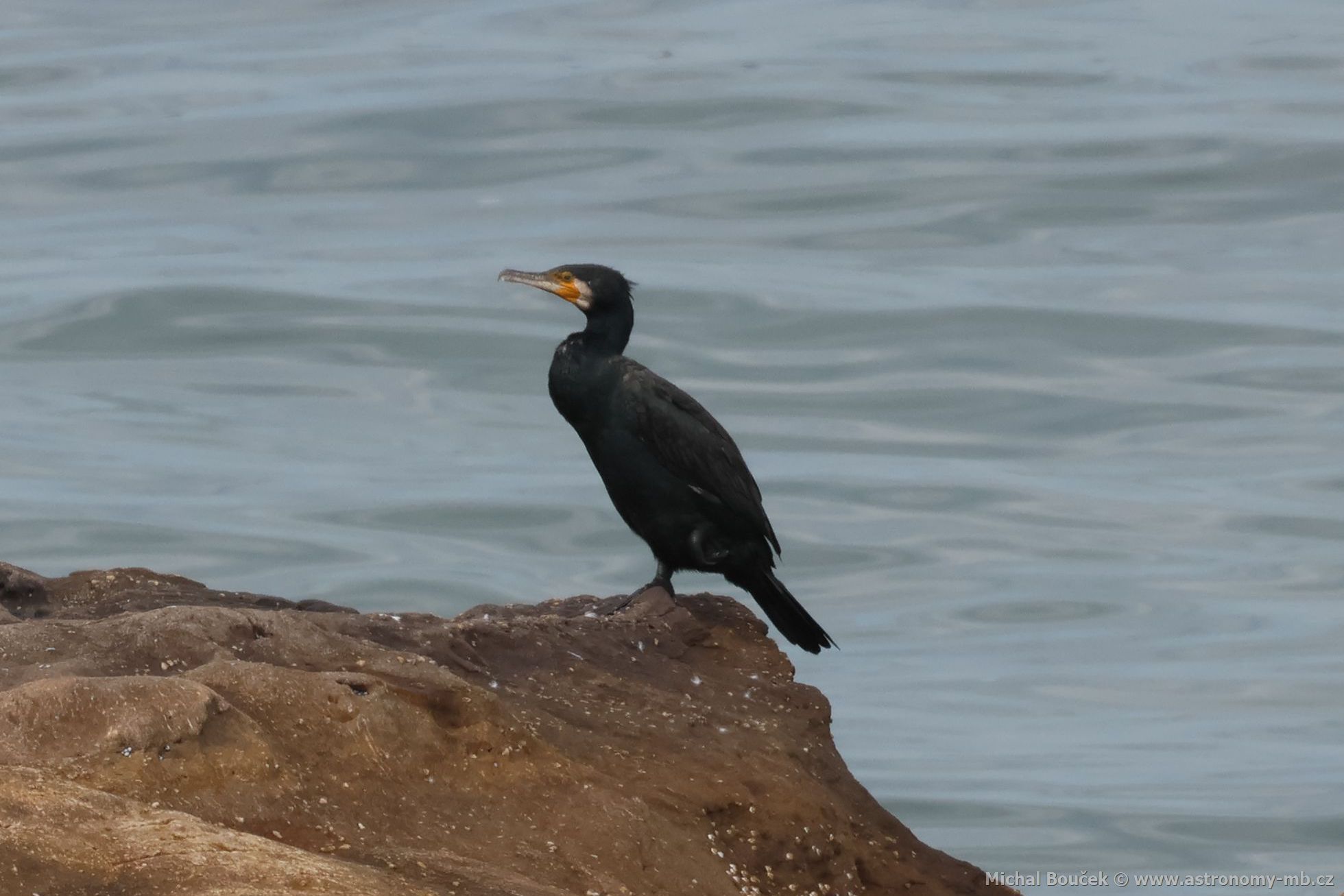 Kormorán velký (Phalacrocorax carbo)