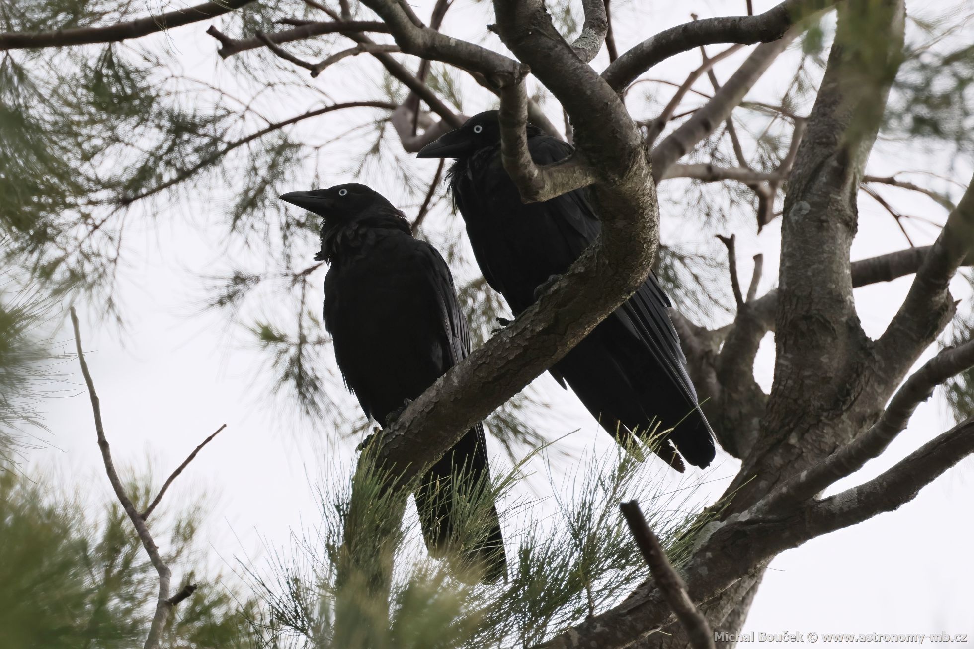 Krkavec australský (Corvus coronoides)