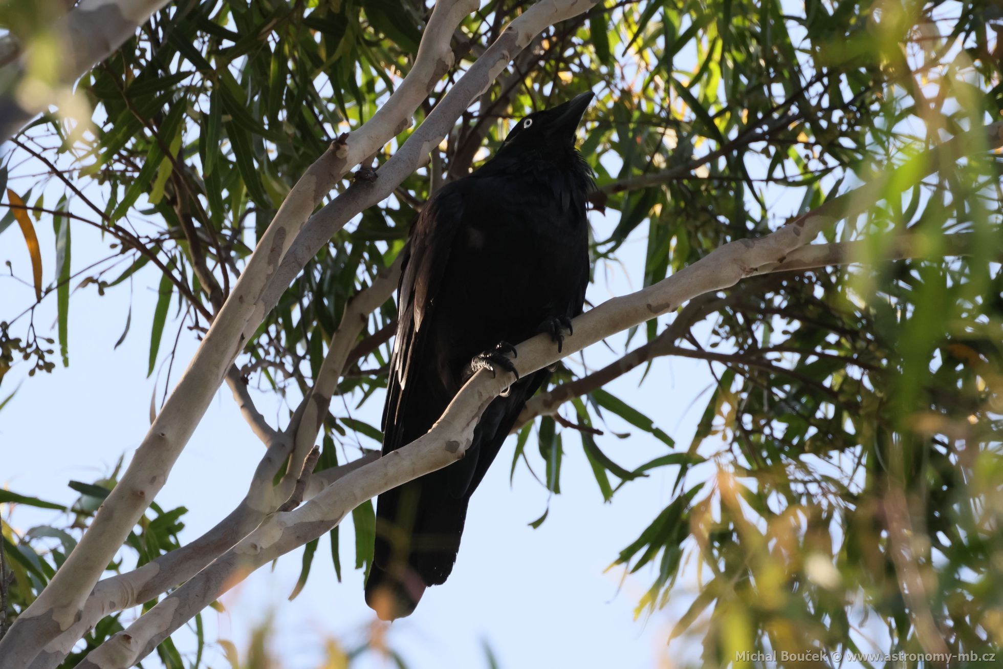 Krkavec australský (Corvus coronoides)
