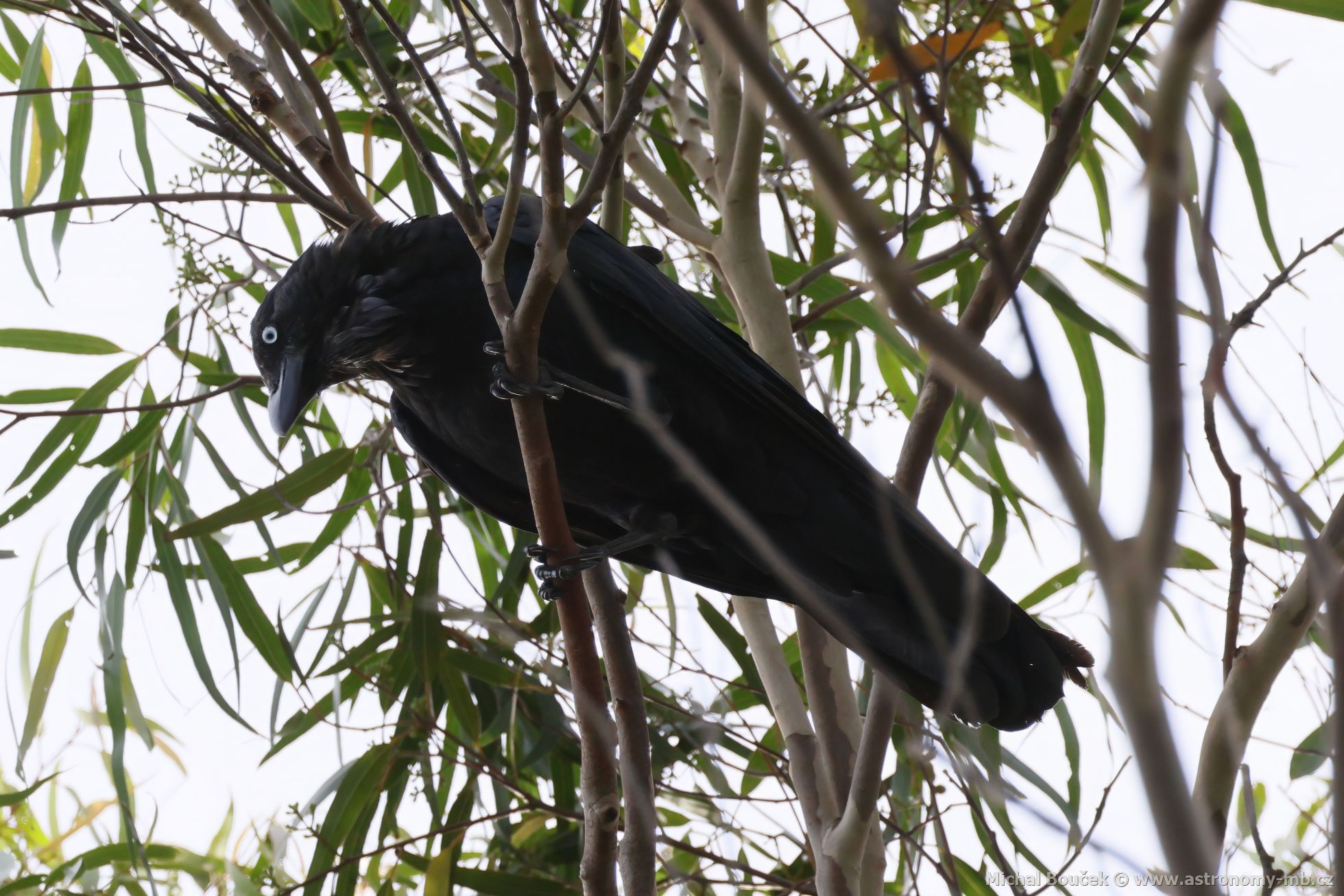 Krkavec australský (Corvus coronoides)