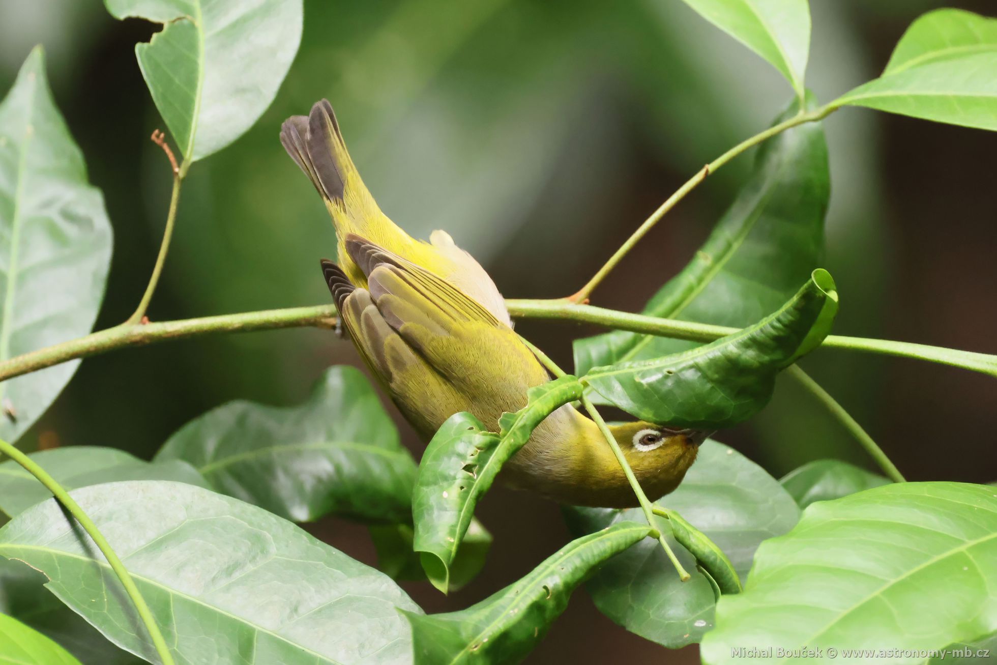 Kruhooko šedobiché (Zosterops citrinella)