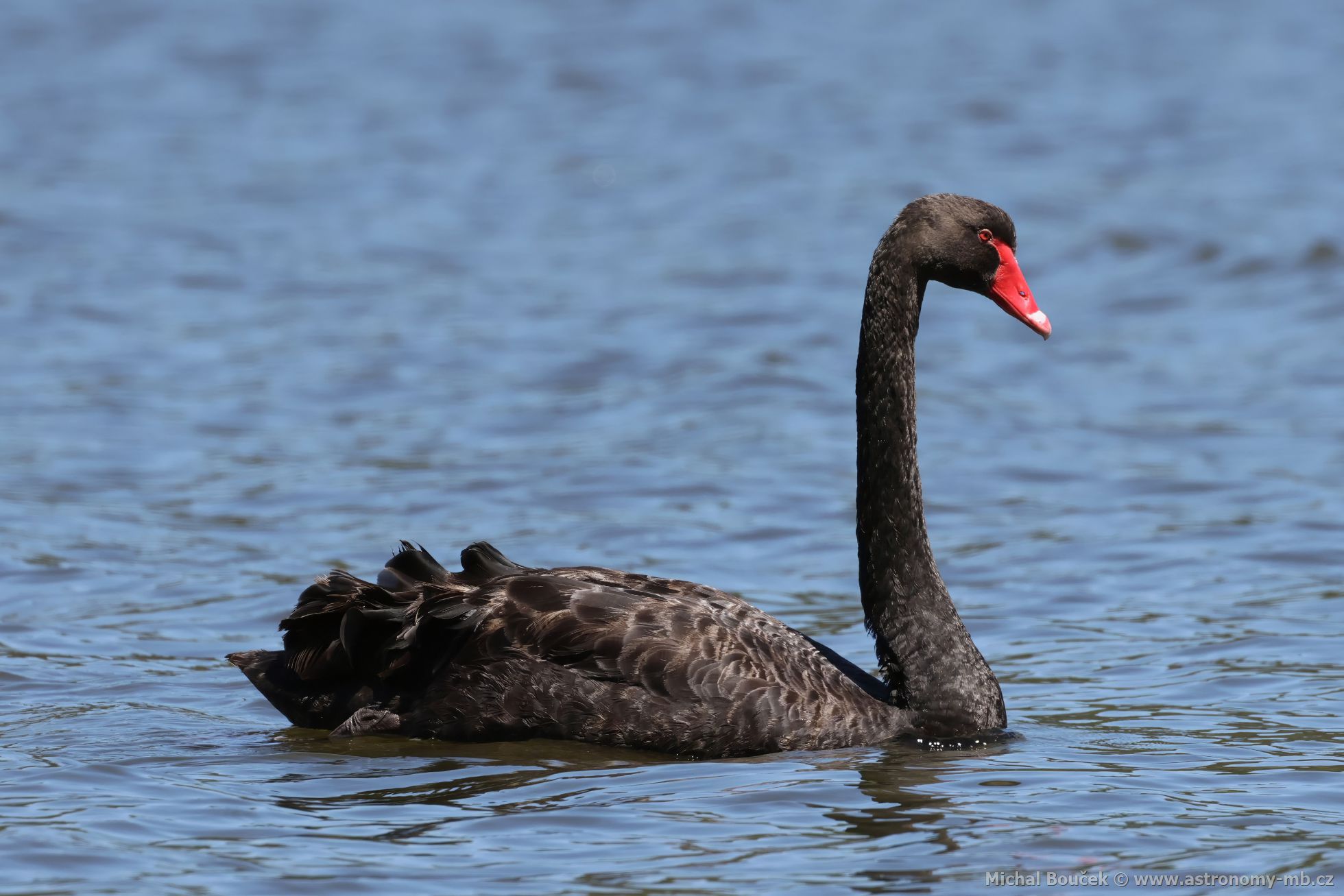 Labu erná (Cygnus atratus)