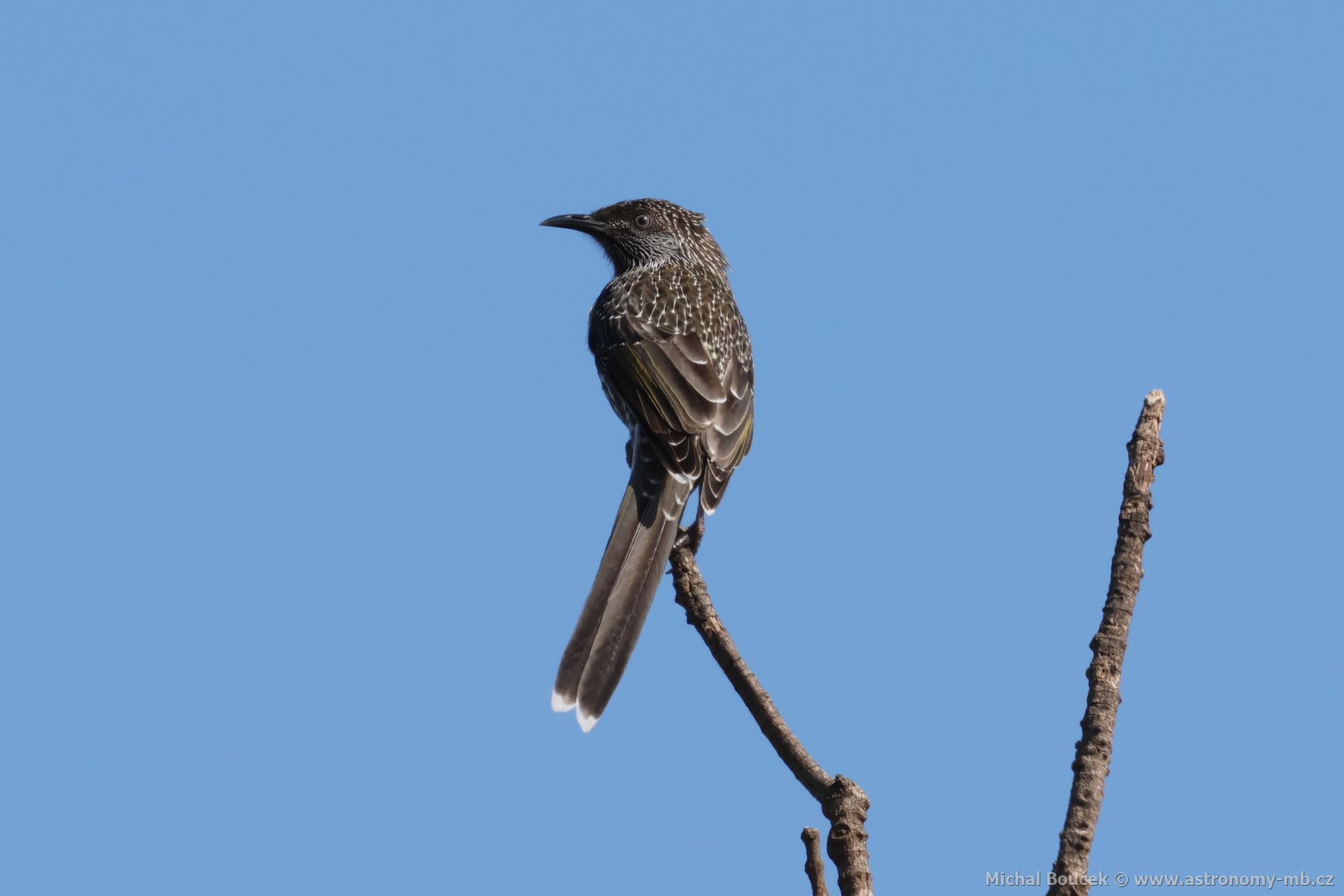 Lalonatka malá (Anthochaera chrysoptera)