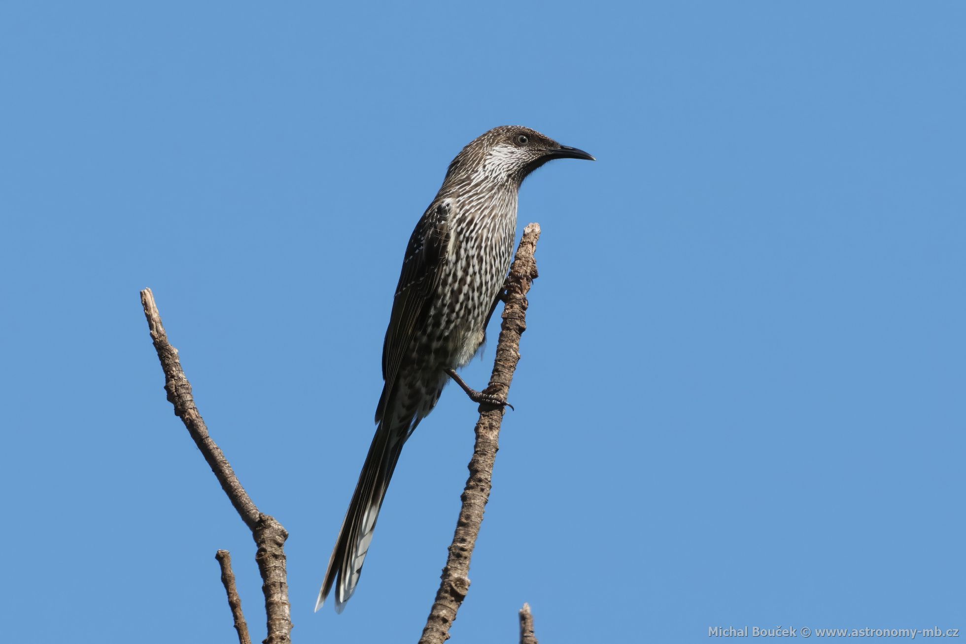 Lalonatka malá (Anthochaera chrysoptera)