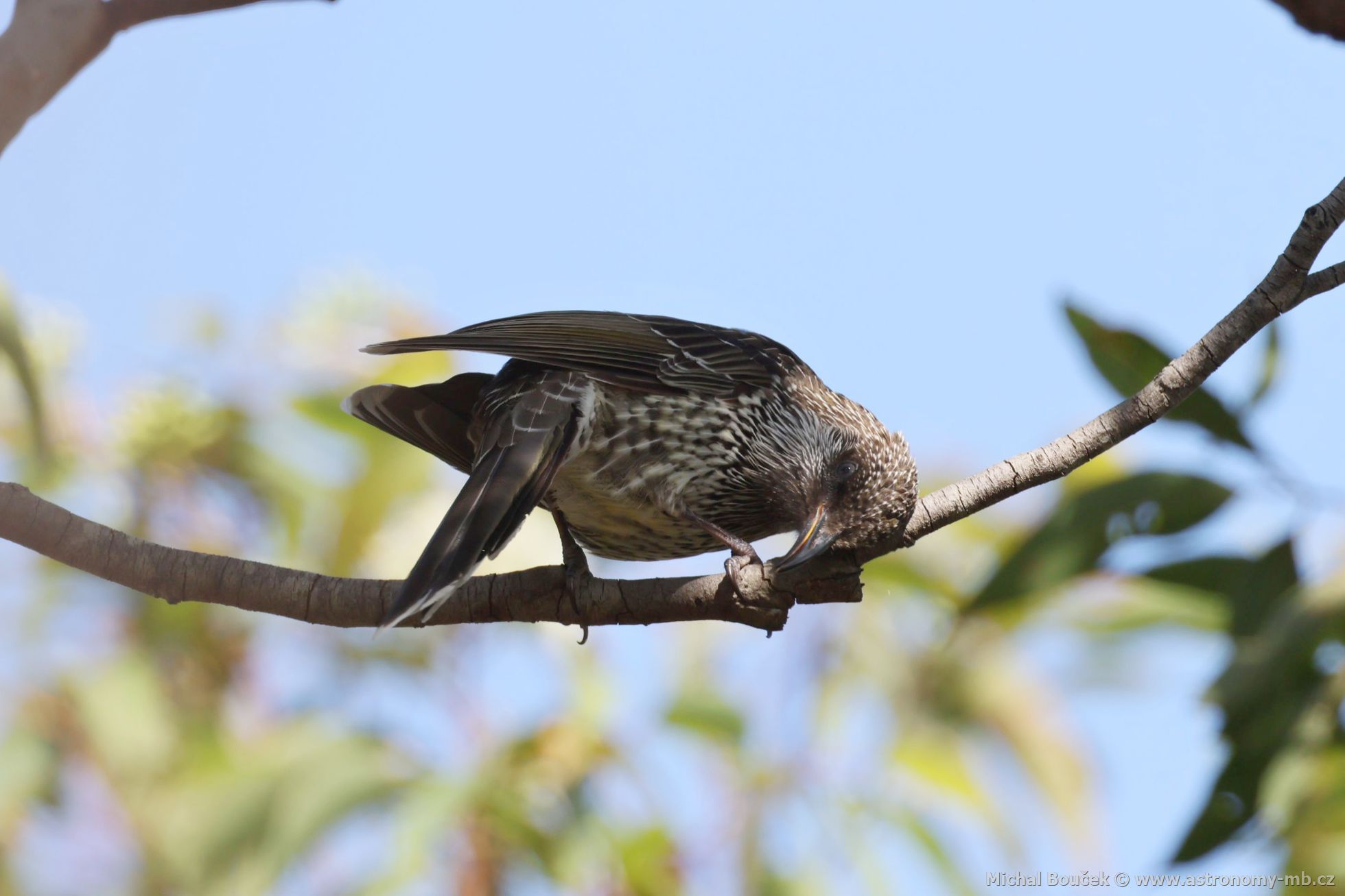 Lalonatka malá (Anthochaera chrysoptera)