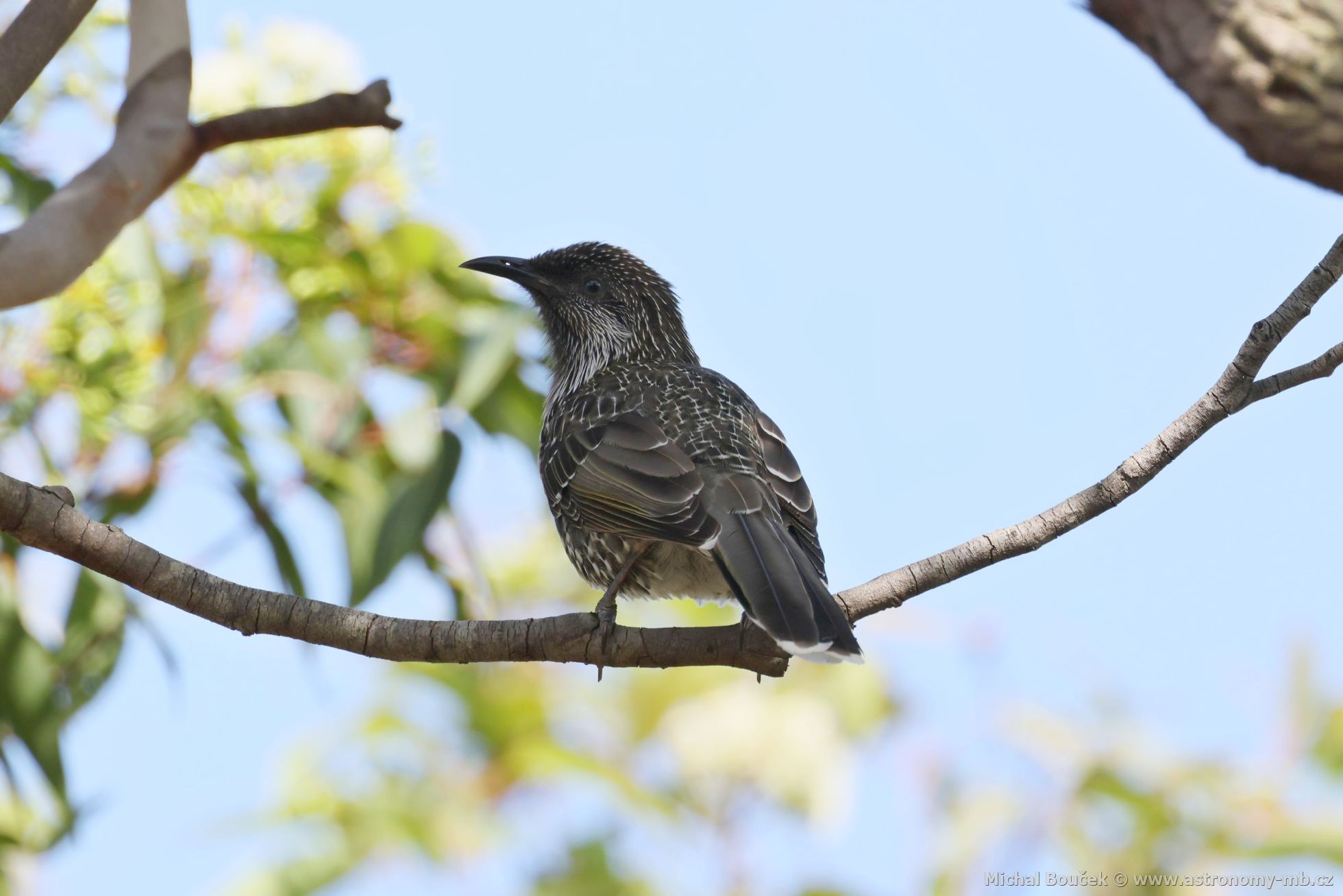 Lalonatka malá (Anthochaera chrysoptera)