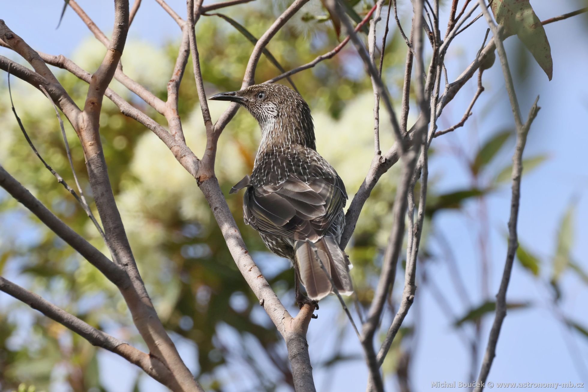 Lalonatka malá (Anthochaera chrysoptera)