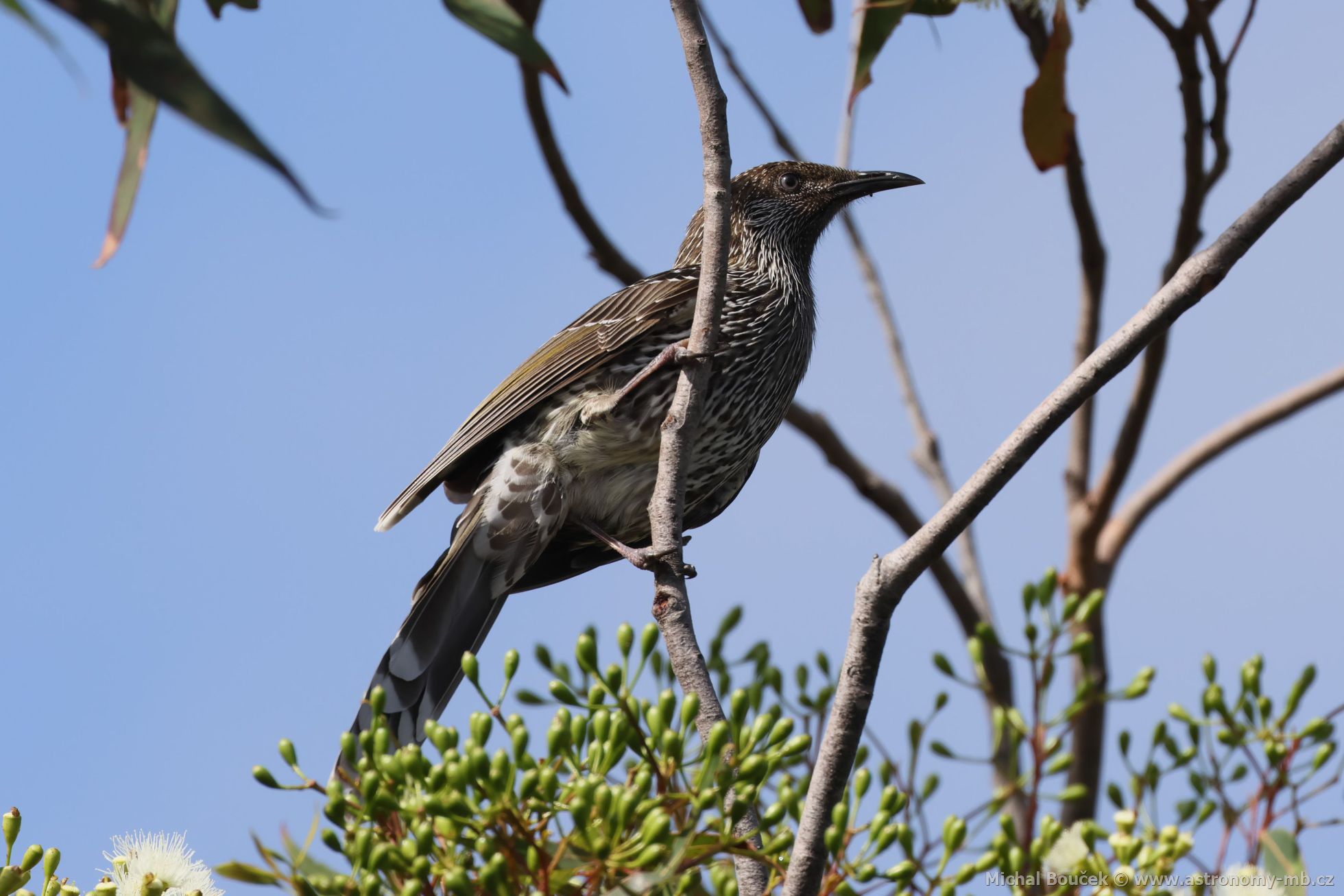 Lalonatka malá (Anthochaera chrysoptera)