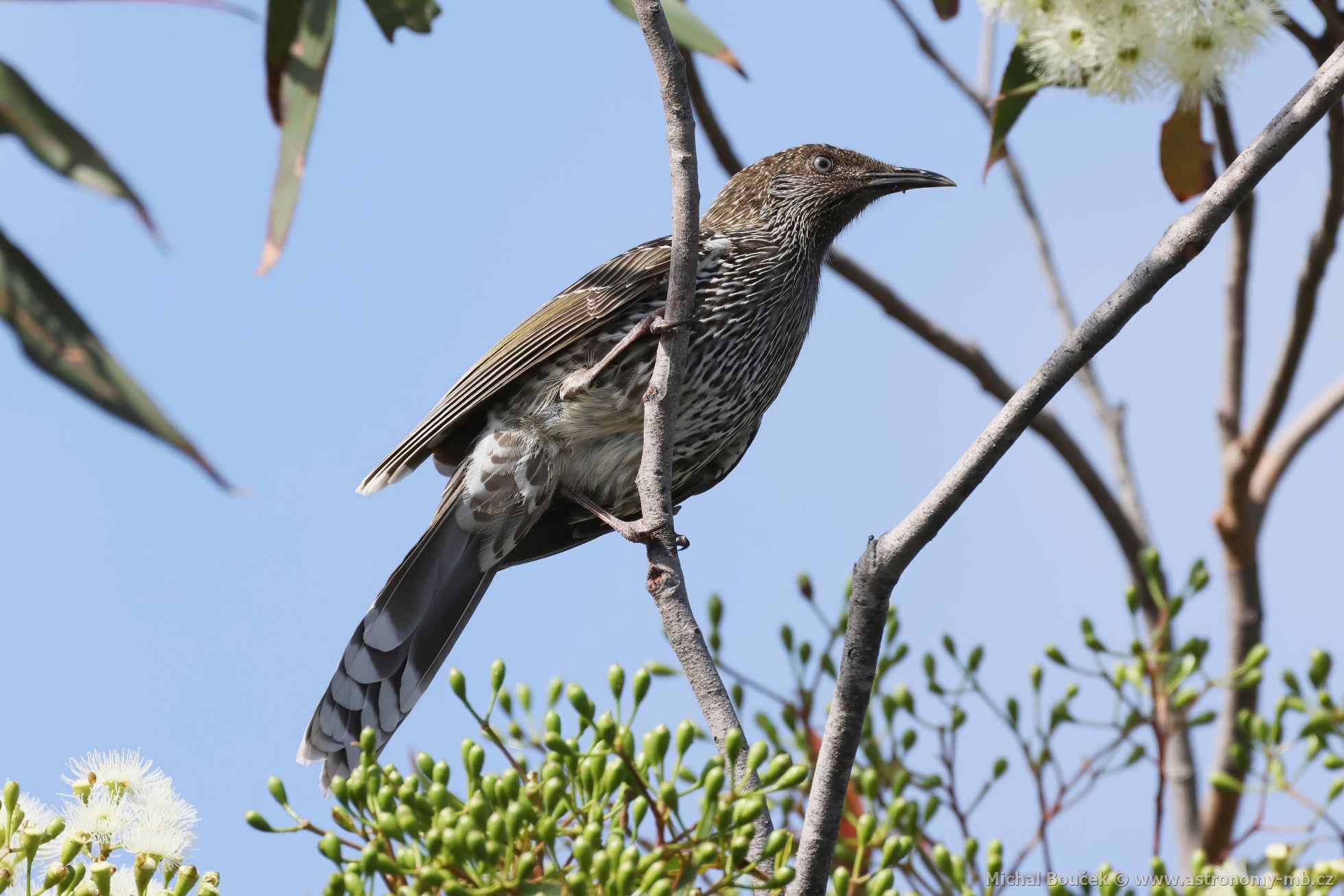 Lalonatka malá (Anthochaera chrysoptera)