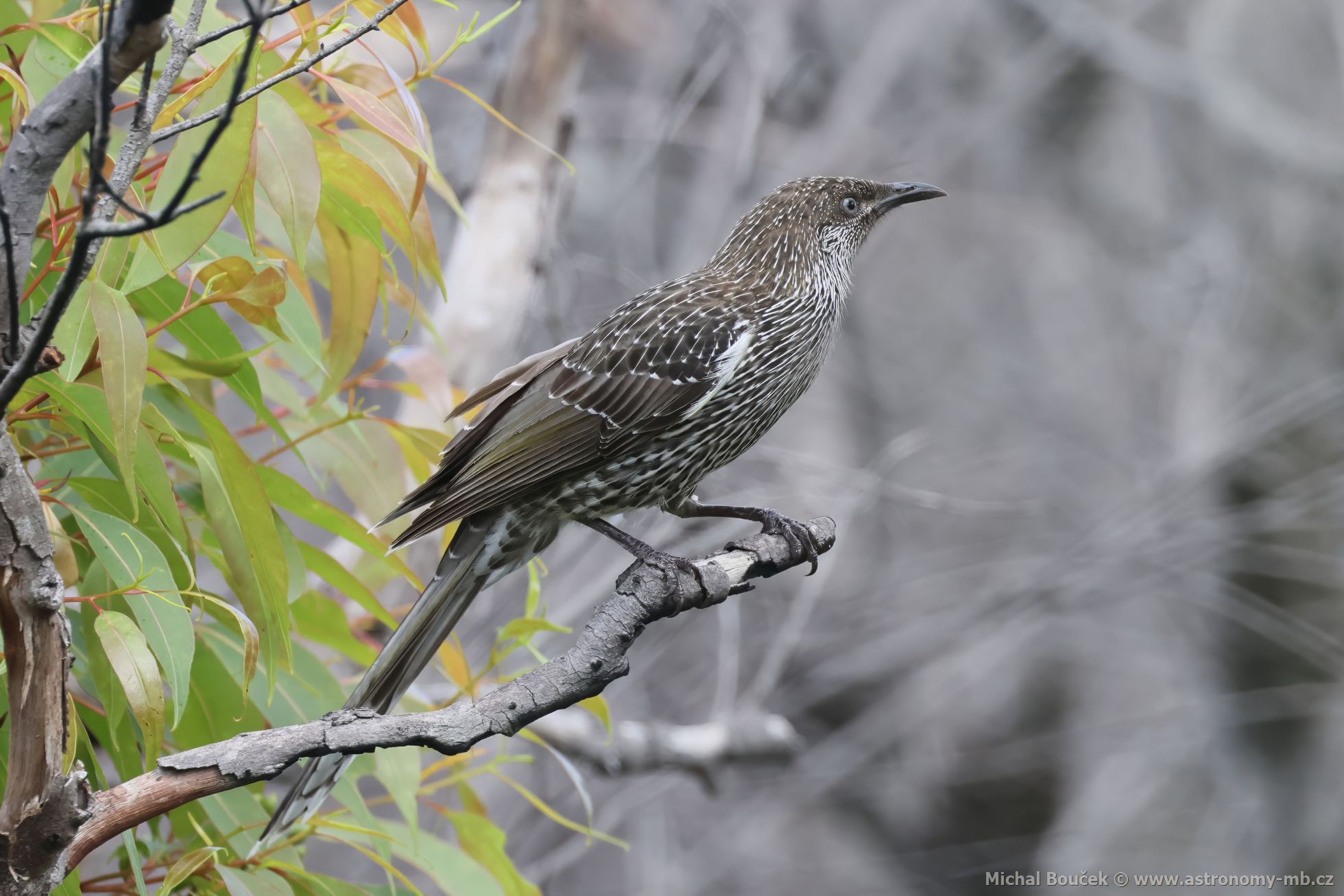 Lalonatka malá (Anthochaera chrysoptera)