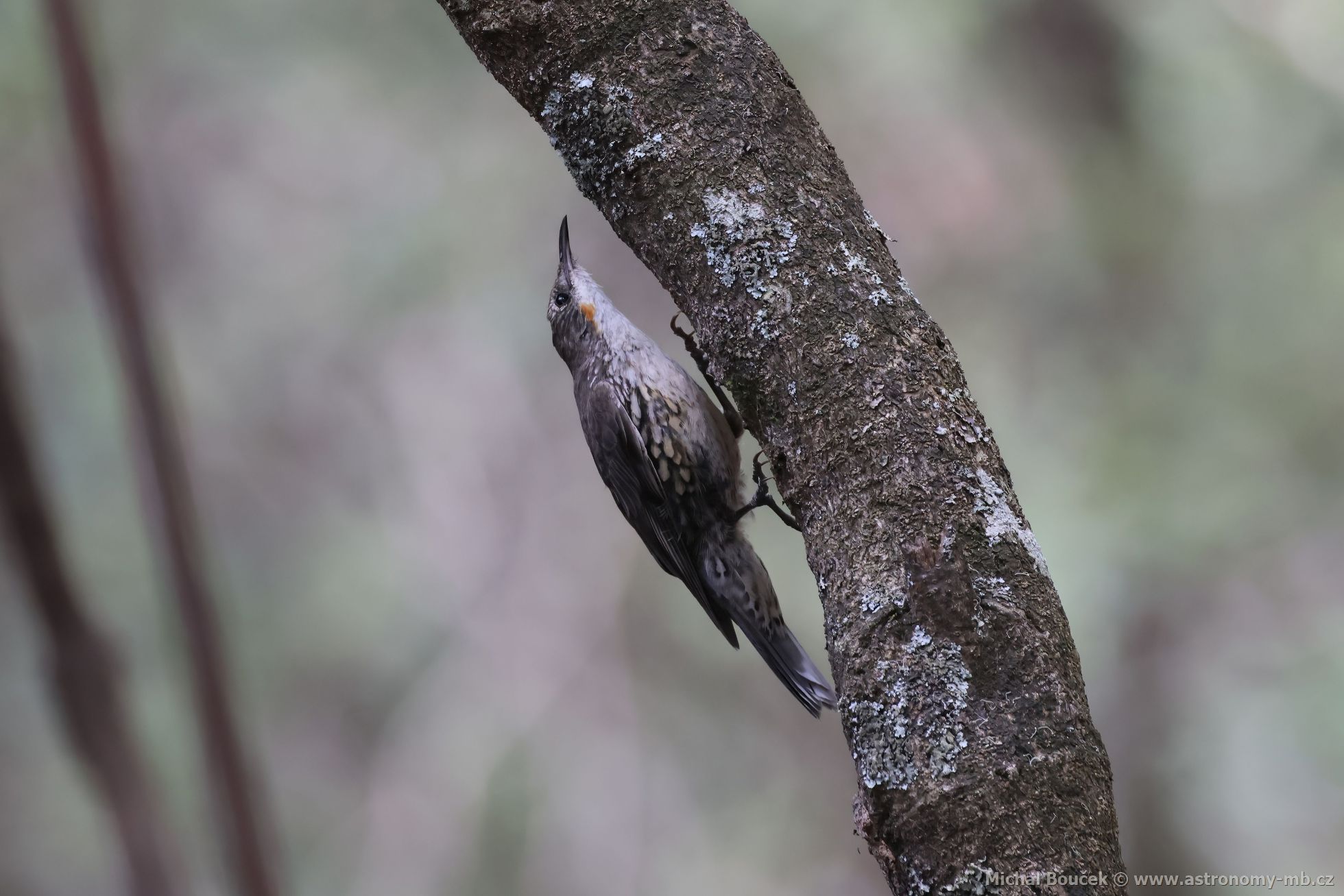 Lezík blohrdlý (Cormobates leucophaea)