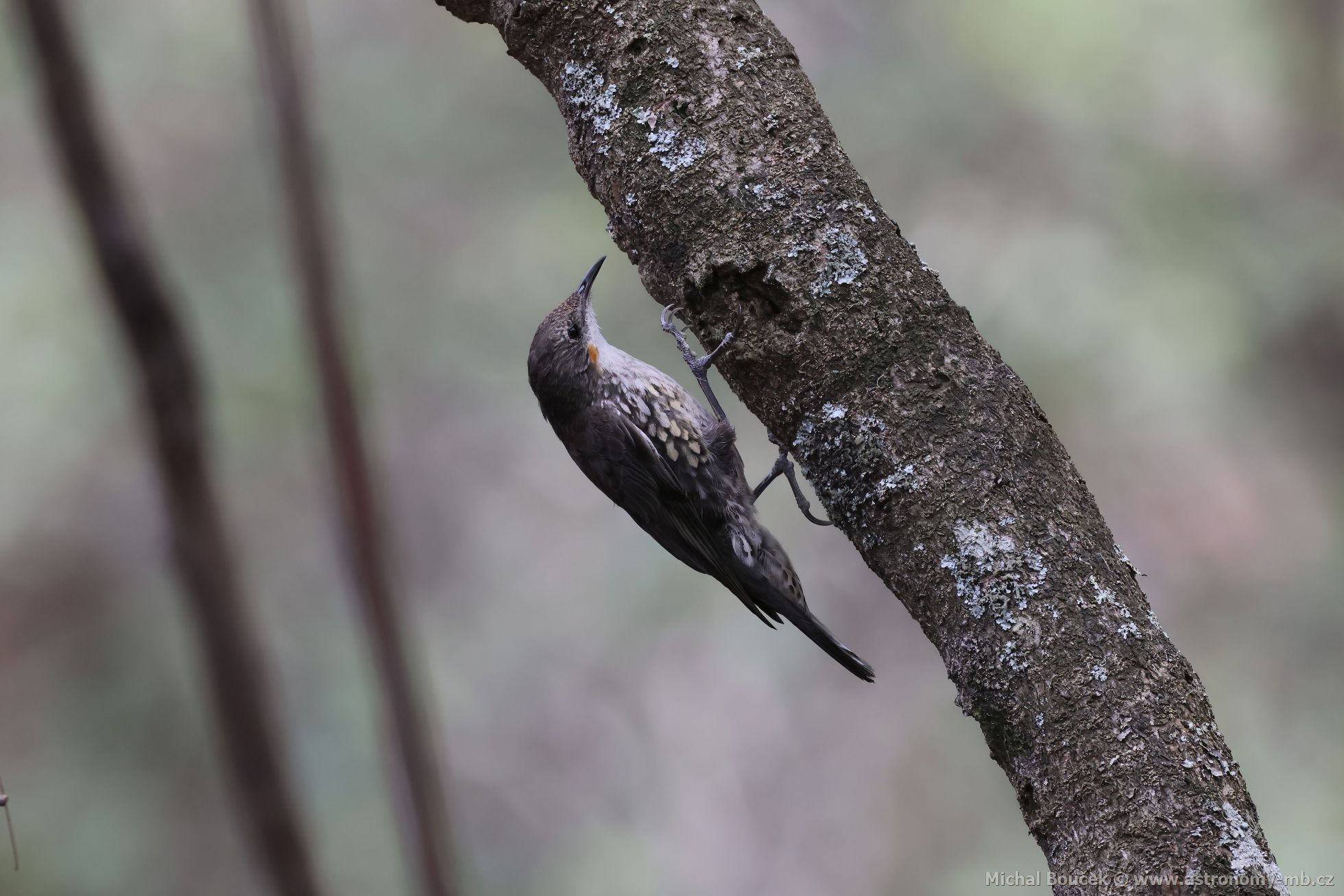 Lezík blohrdlý (Cormobates leucophaea)