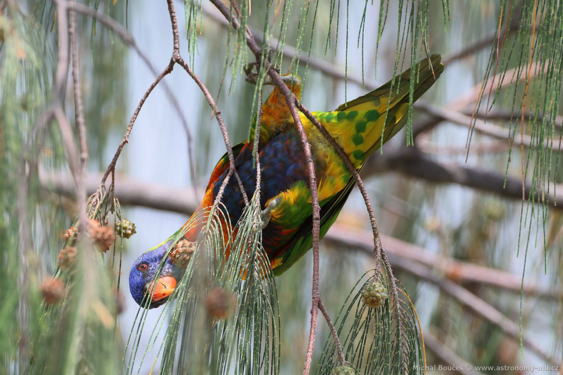 Lori duhový (Trichoglossus moluccanus)