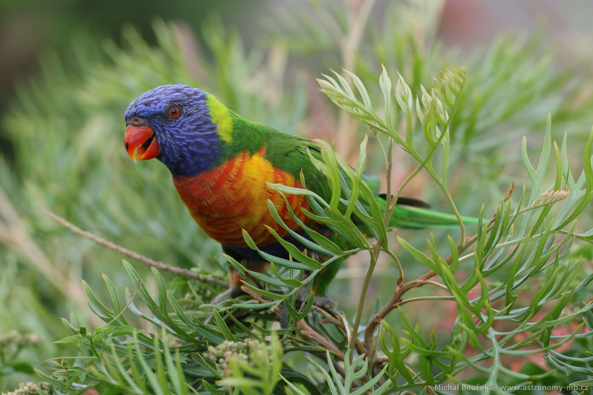 Lori duhový (Trichoglossus moluccanus)