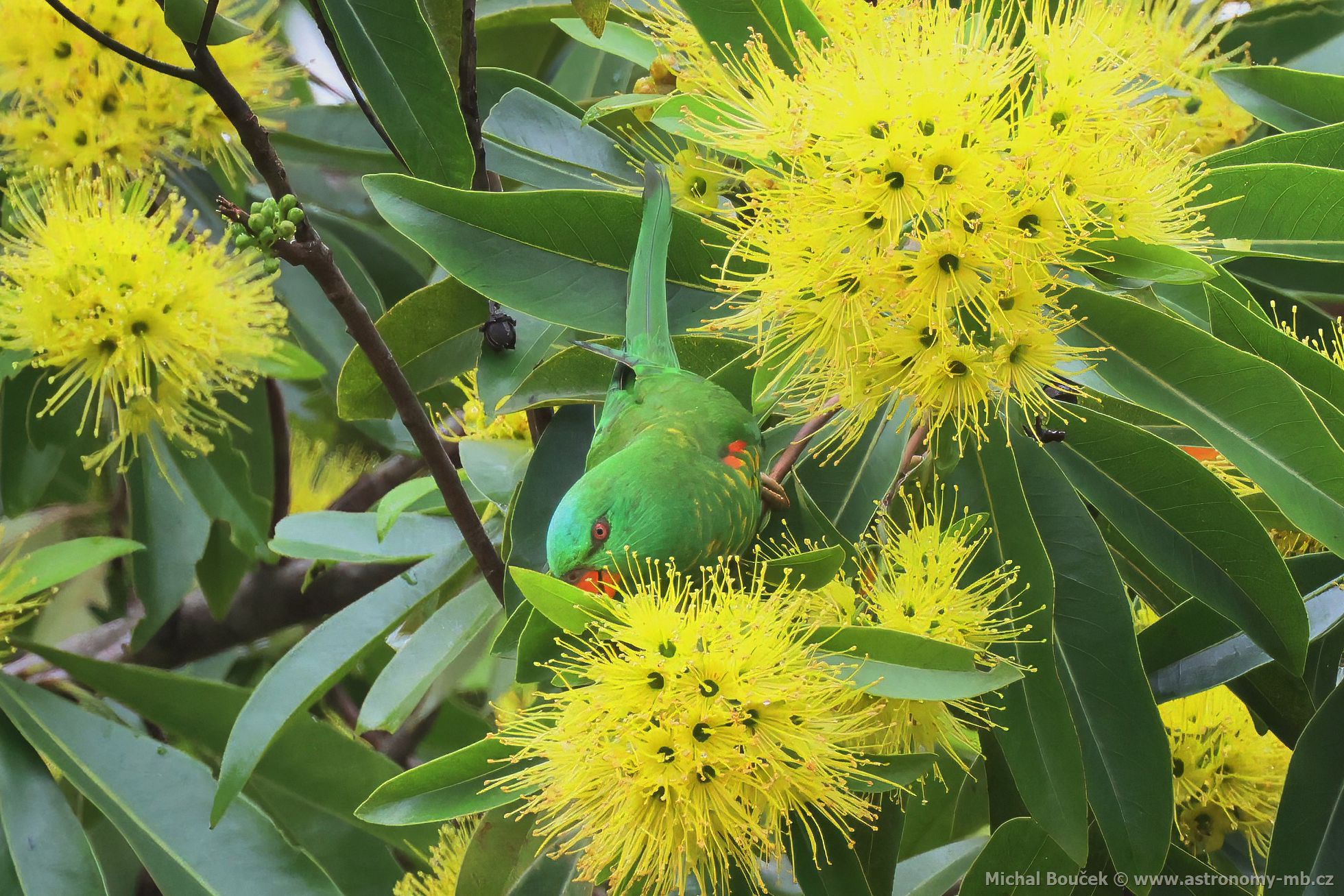 Lori lutoskvrnný (Trichoglossus chlorolepidotus)