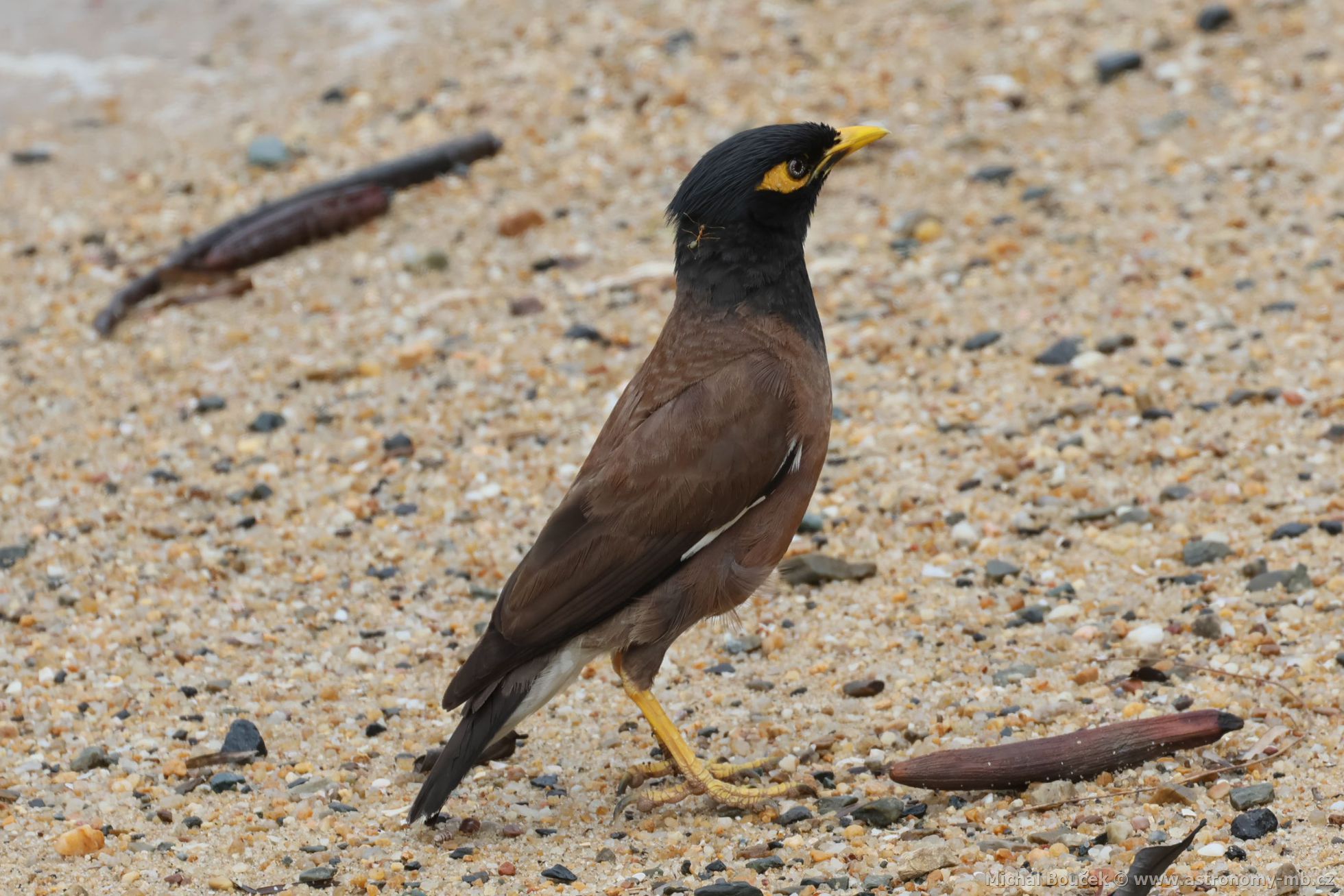 Majna obecná (Acridotheres tristis)