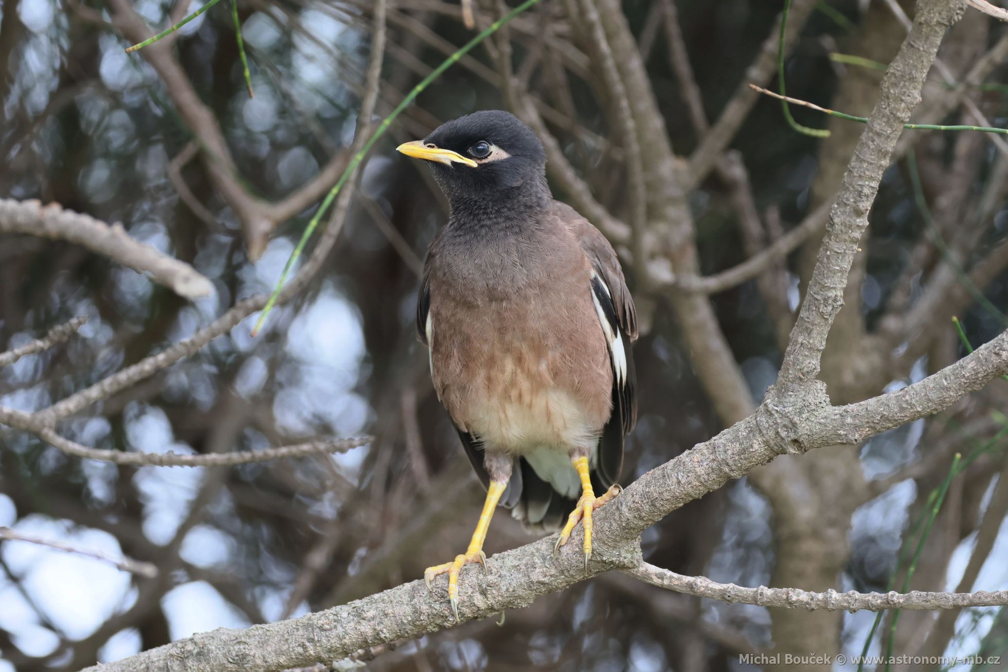 Majna obecná (Acridotheres tristis)