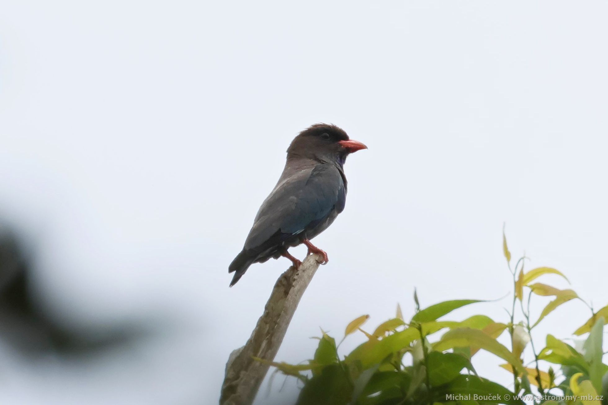 Mandelík východní (Eurystomus orientalis)