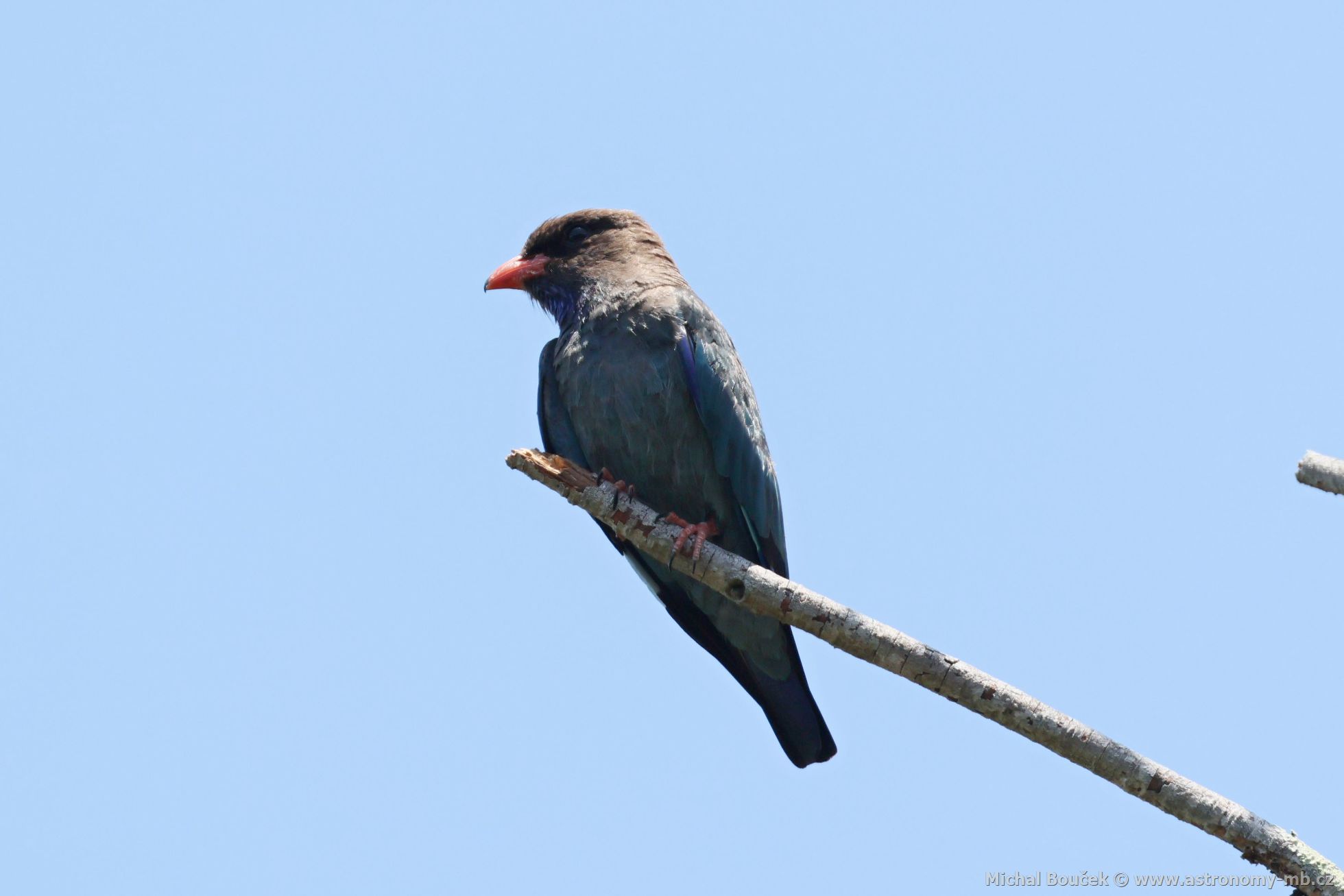 Mandelík východní (Eurystomus orientalis)