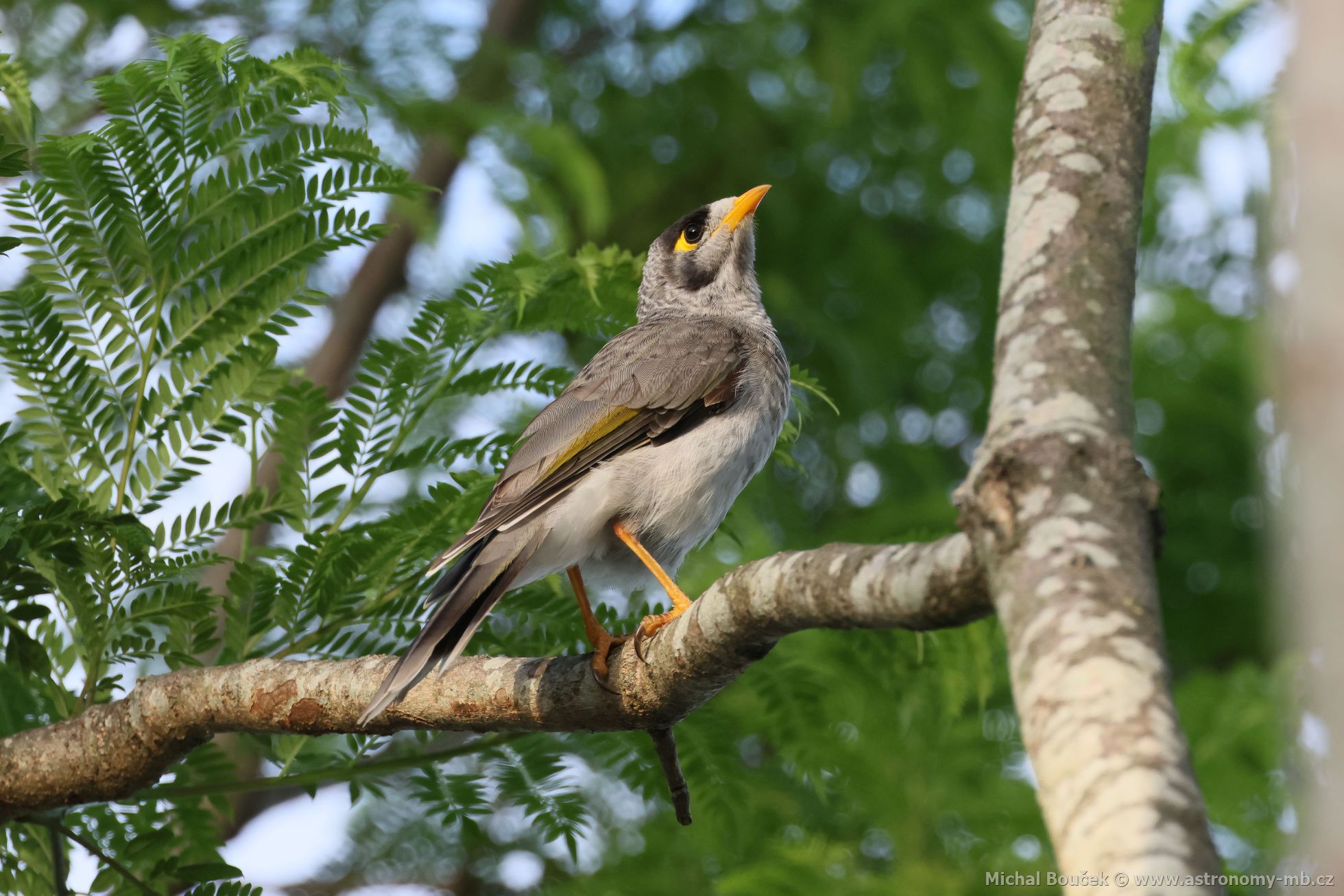 Medosavka hluná (Manorina melanocephala)