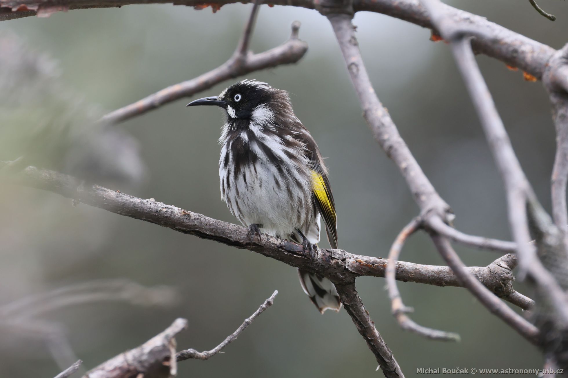 Medosavka lutokídlá (Phylidonyris novaehollandiae)