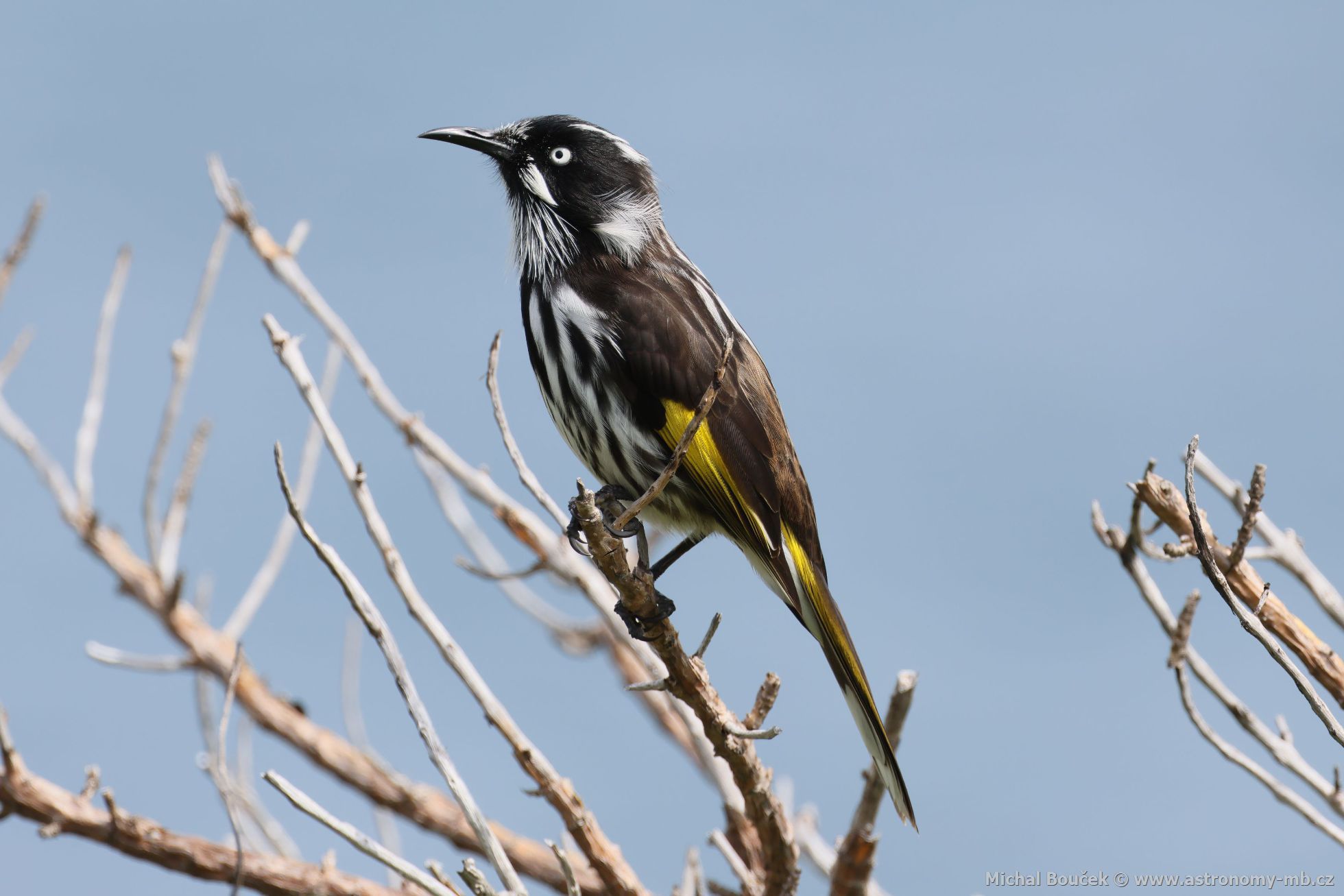 Medosavka lutokídlá (Phylidonyris novaehollandiae)