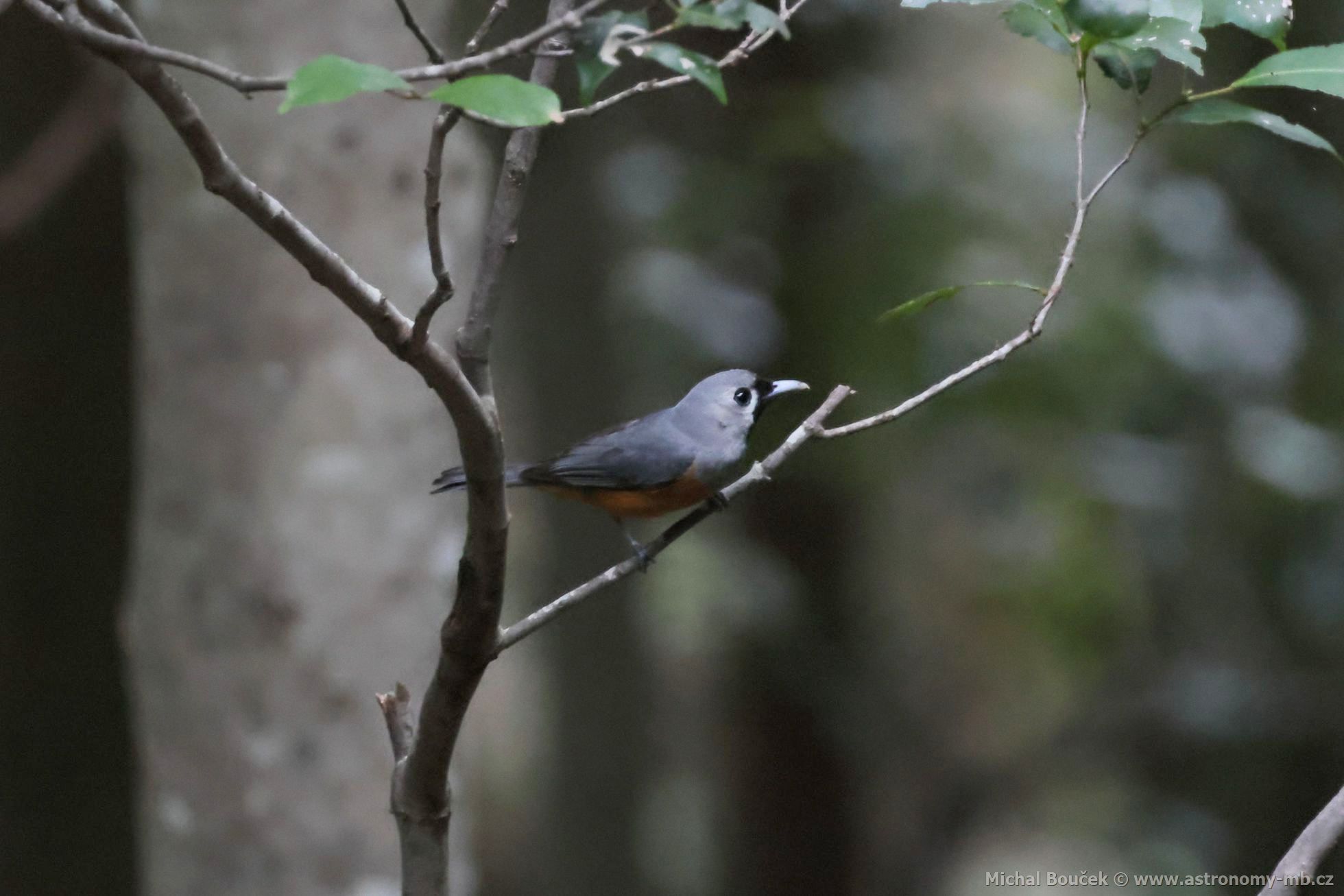 Muchálek východoaustralský (Monarcha melanopsis)
