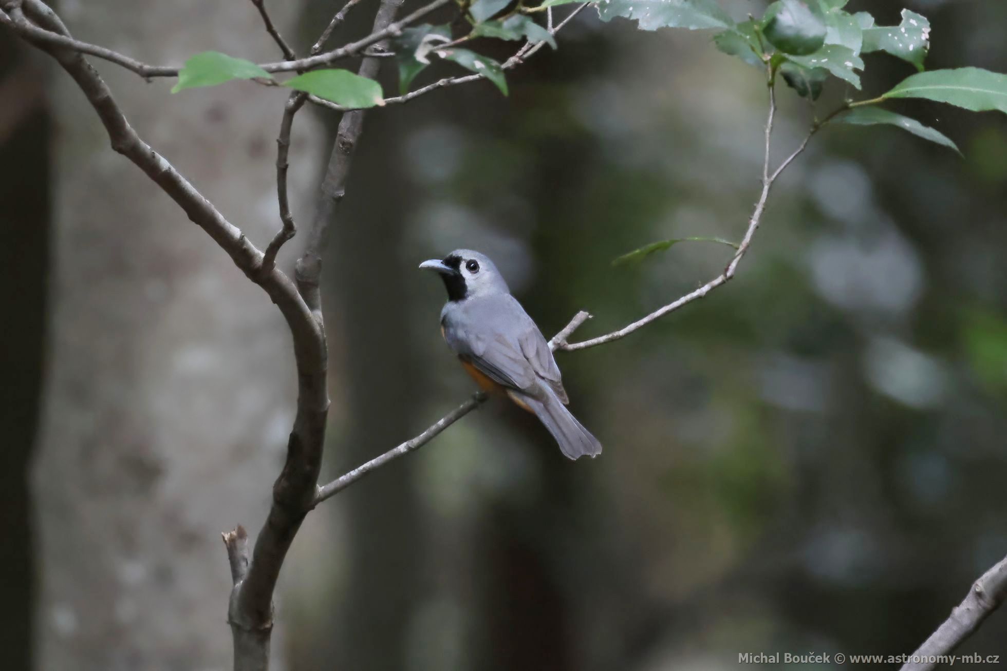Muchálek východoaustralský (Monarcha melanopsis)
