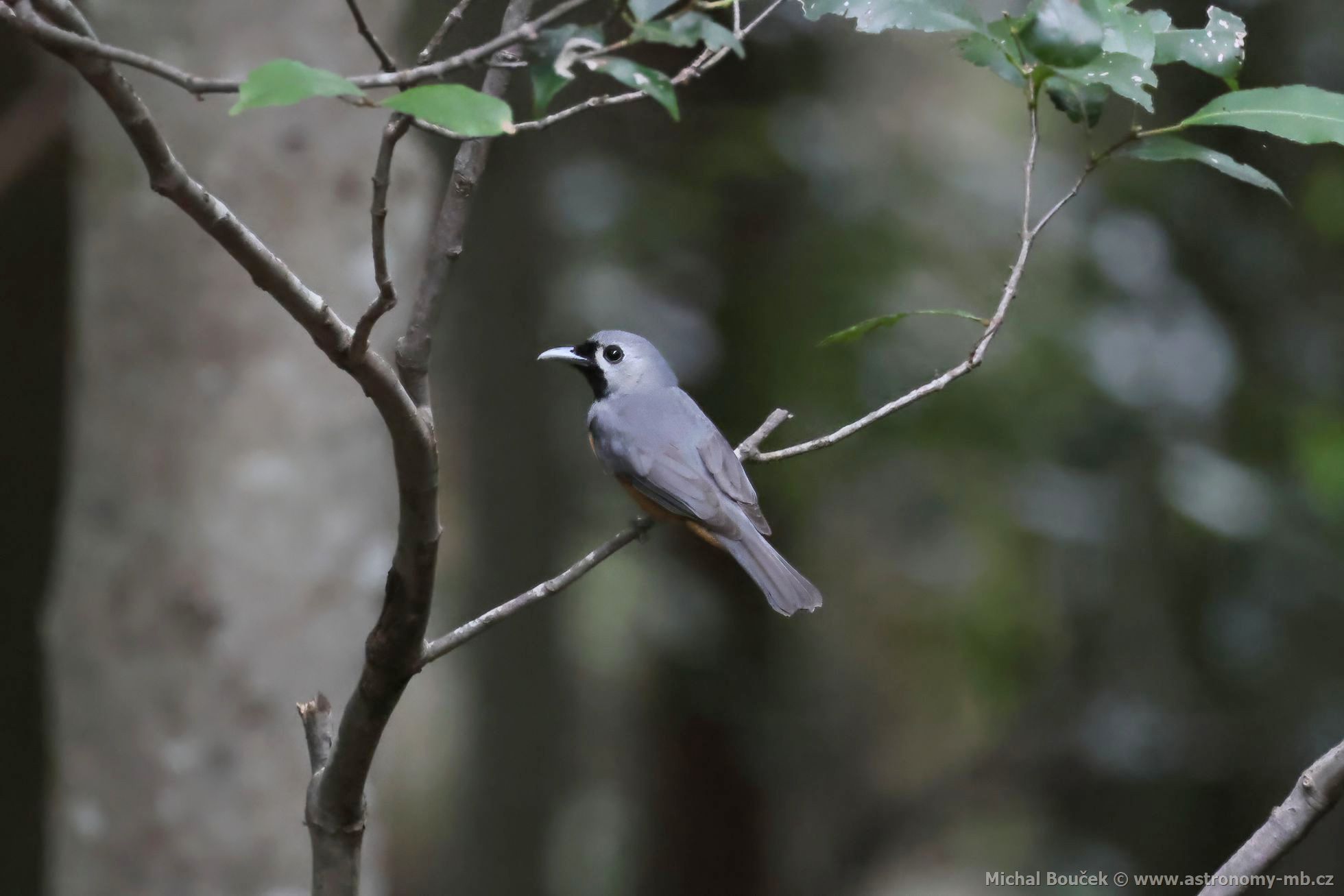 Muchálek východoaustralský (Monarcha melanopsis)
