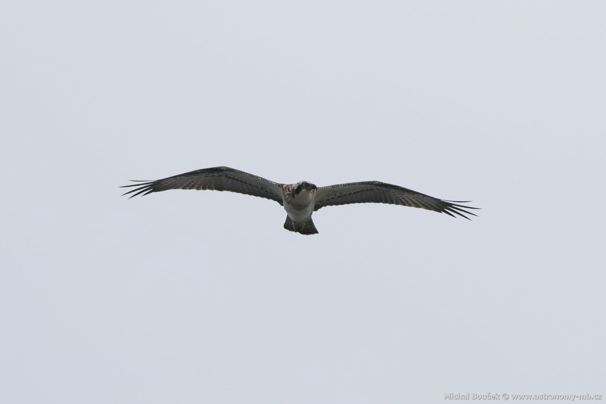 Orlovec australský (Pandion cristatus)