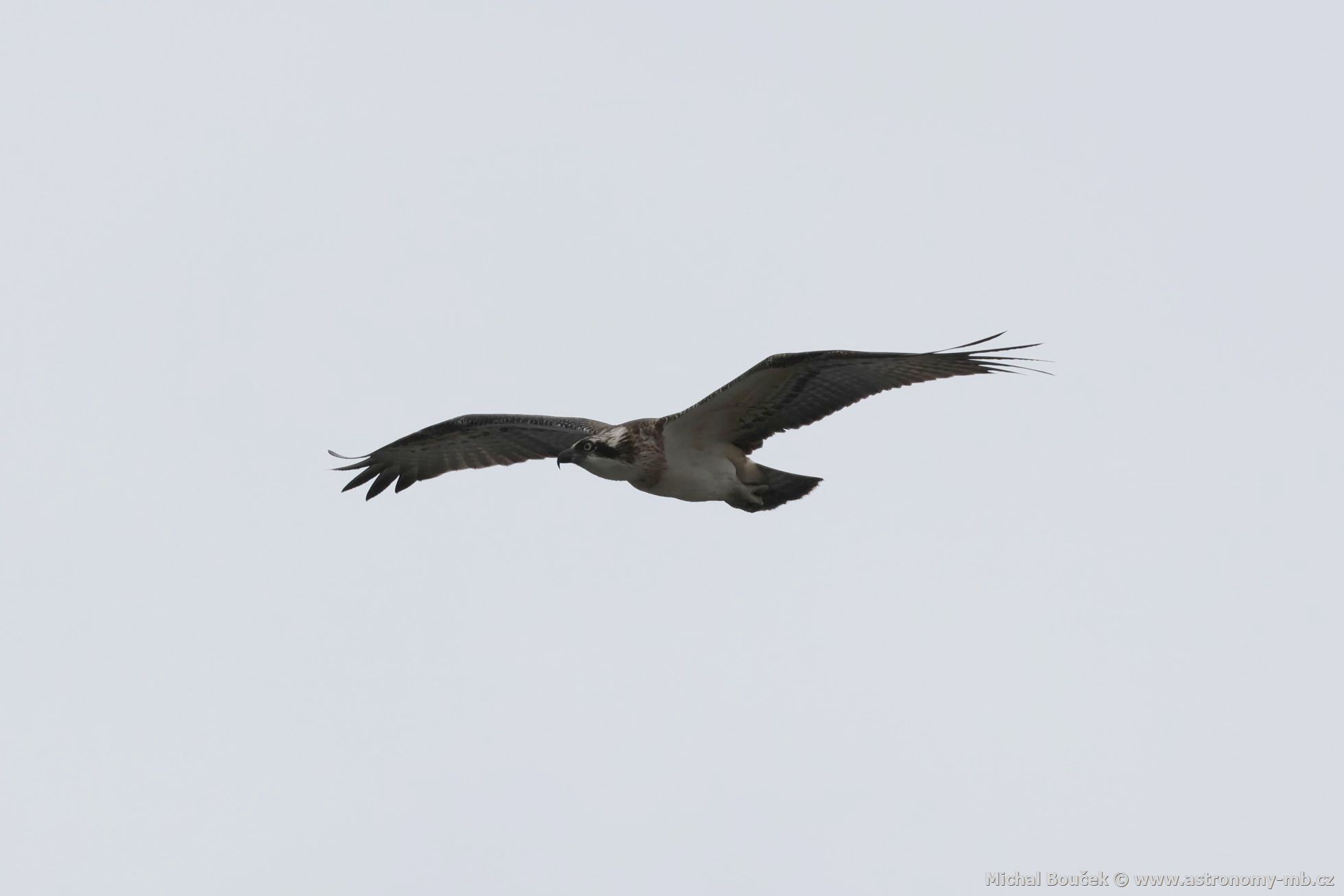 Orlovec australský (Pandion cristatus)