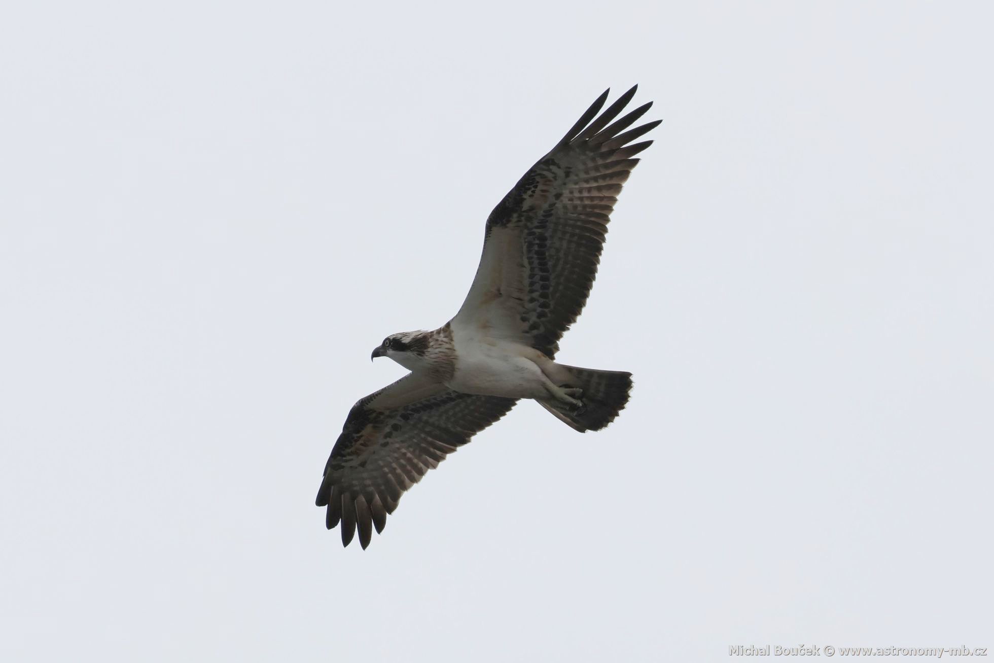 Orlovec australský (Pandion cristatus)