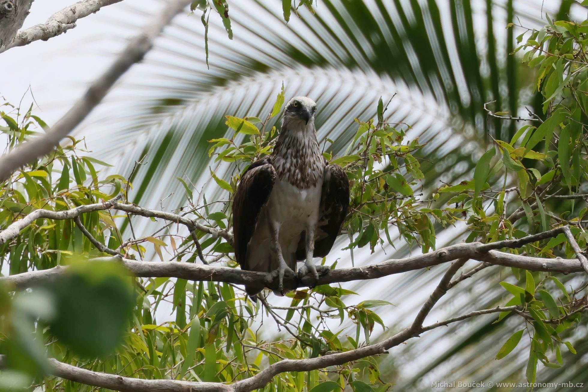 Orlovec australský (Pandion cristatus)