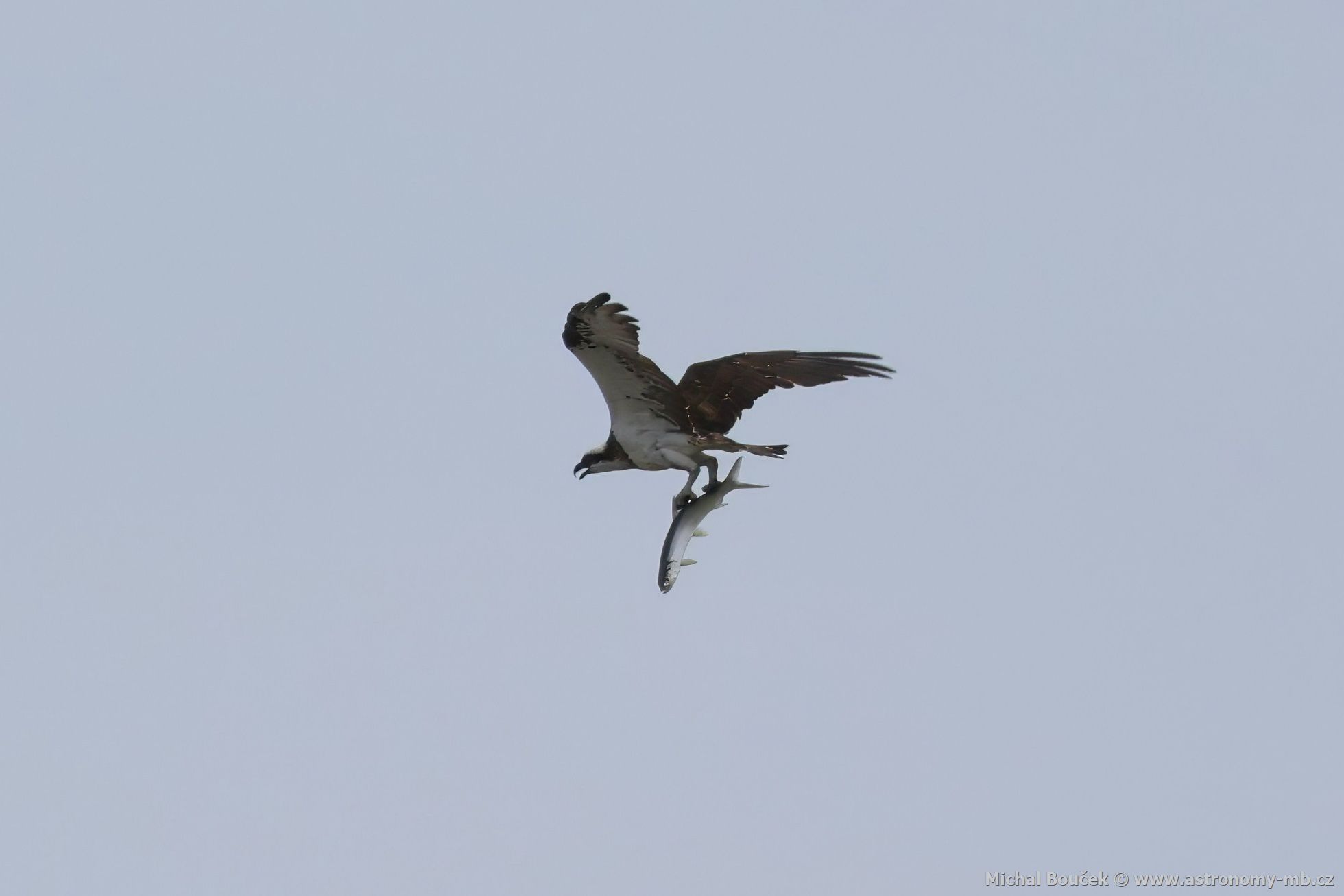 Orlovec australský (Pandion cristatus)