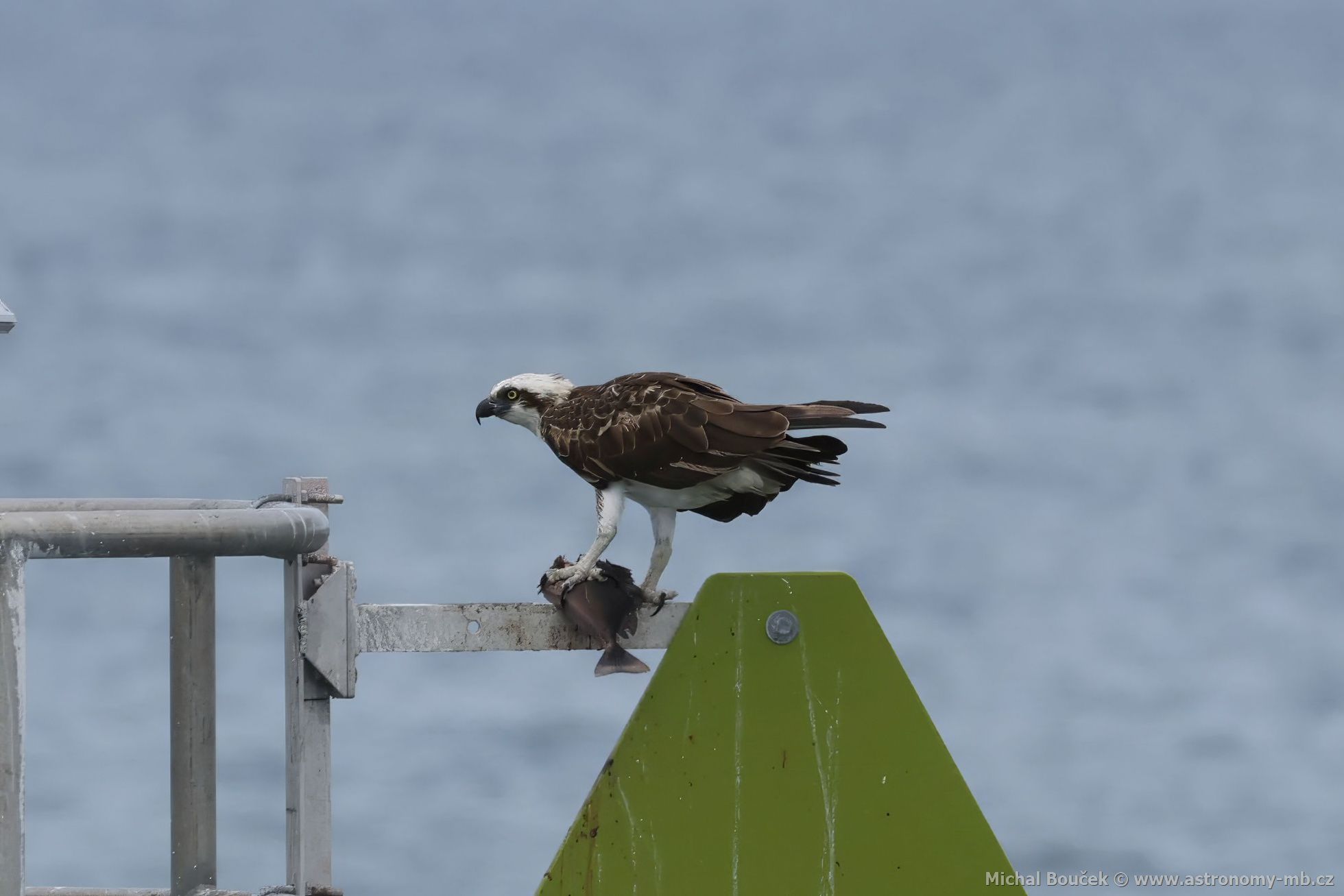 Orlovec australský (Pandion cristatus)