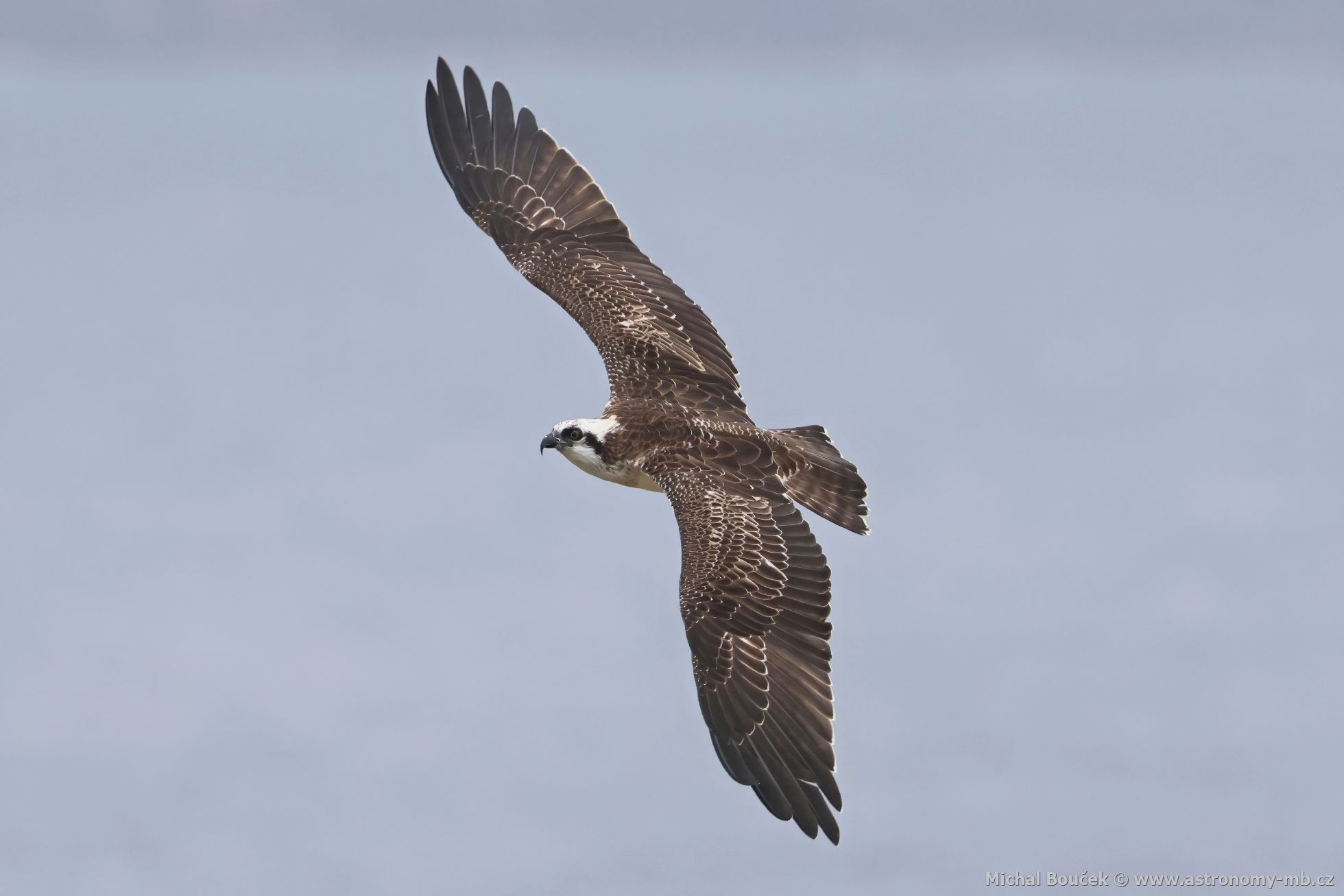 Orlovec australský (Pandion cristatus)