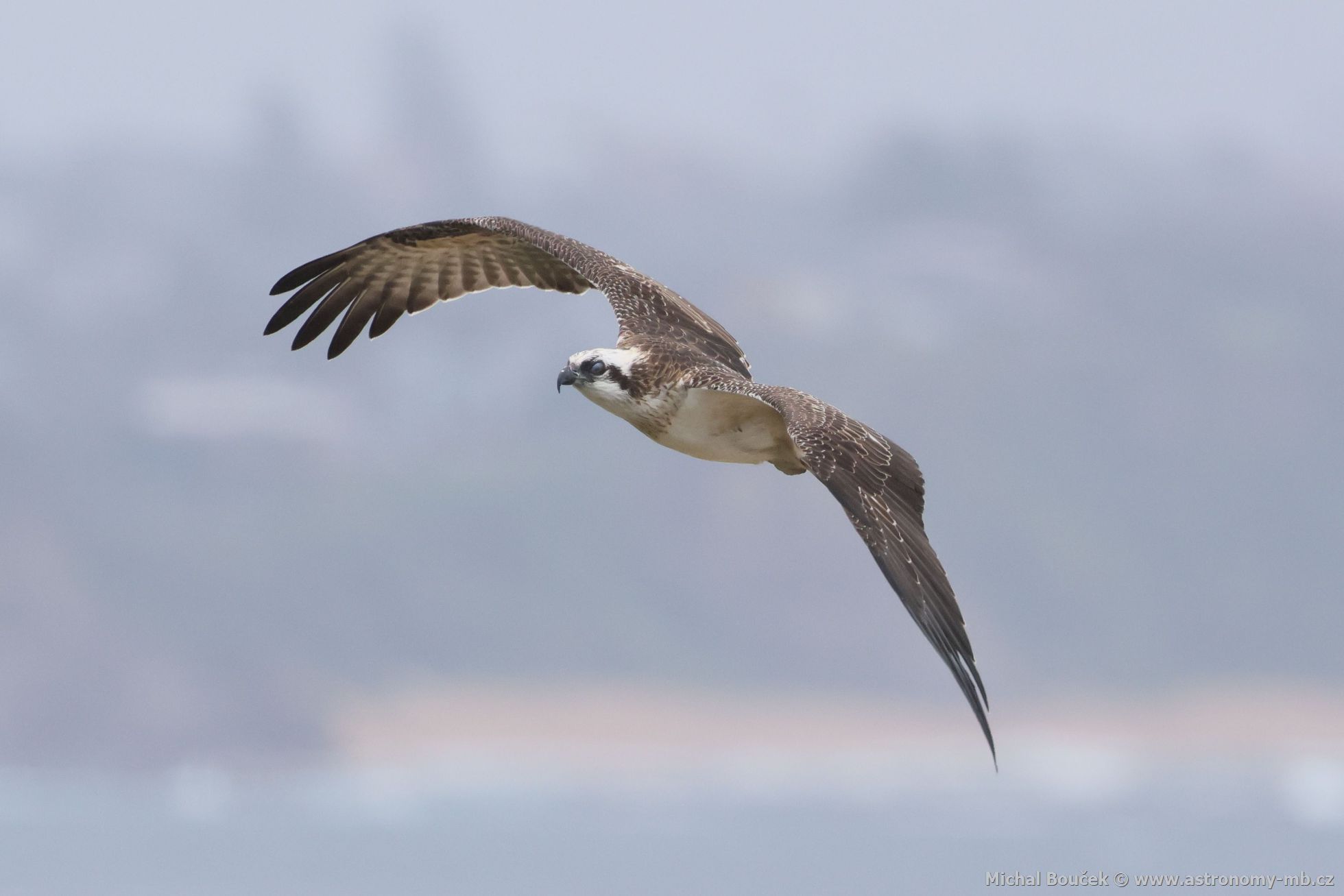 Orlovec australský (Pandion cristatus)