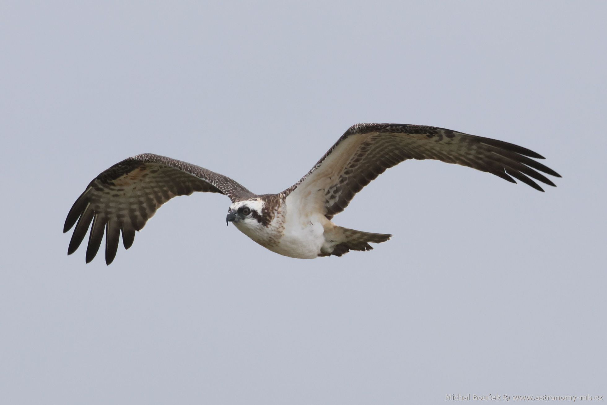 Orlovec australský (Pandion cristatus)