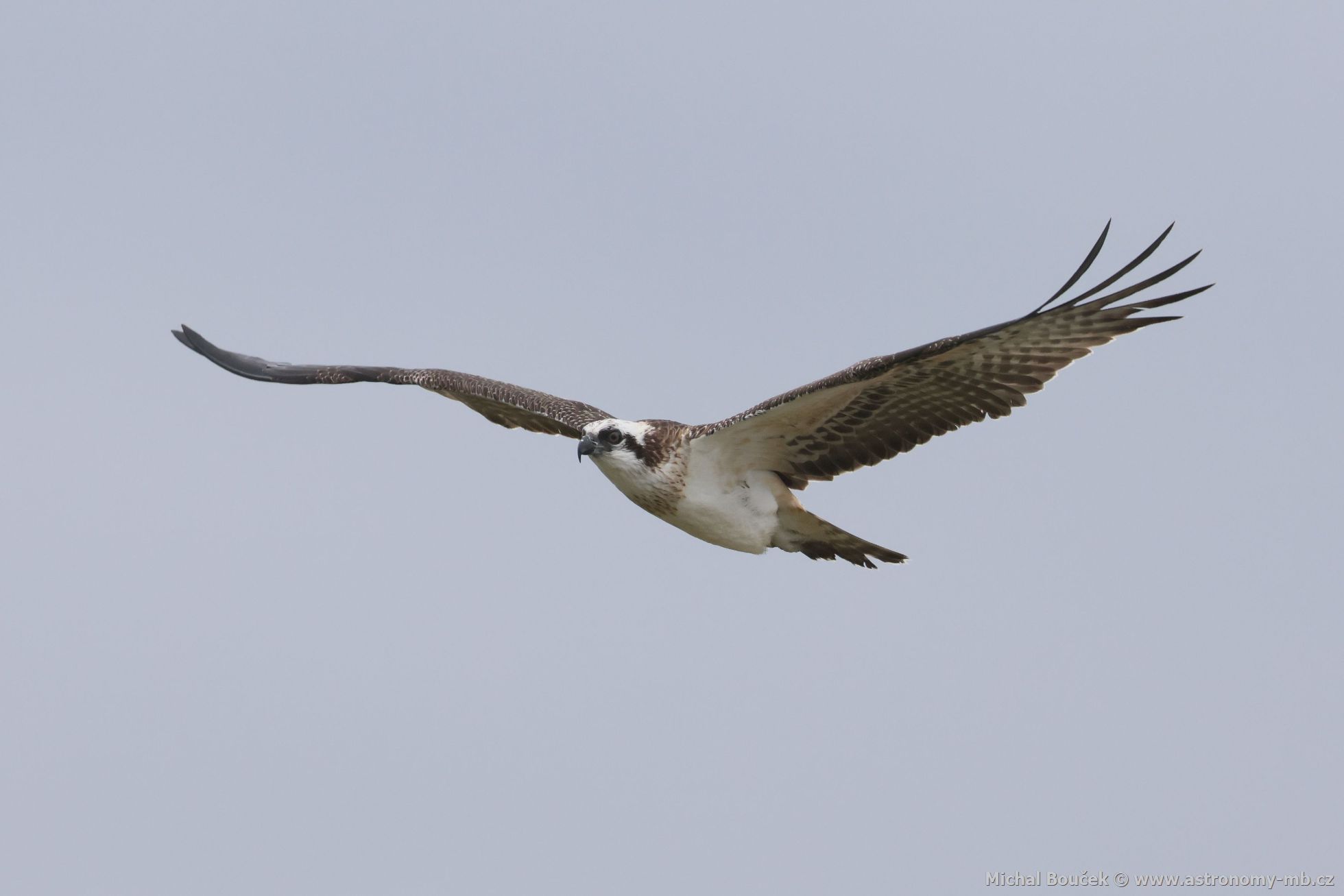 Orlovec australský (Pandion cristatus)